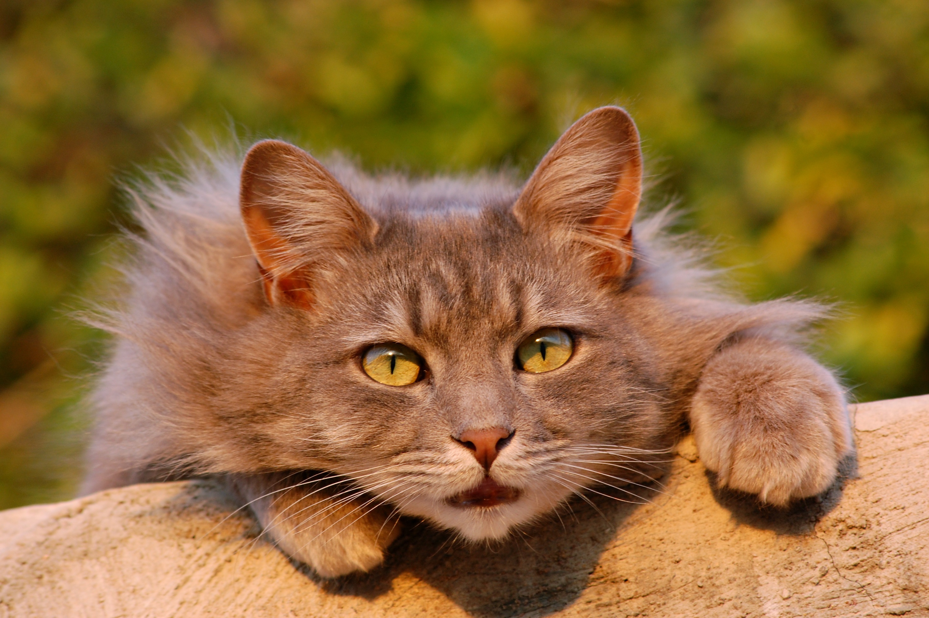 Download mobile wallpaper Cats, Cat, Blur, Close Up, Animal, Bokeh for free.