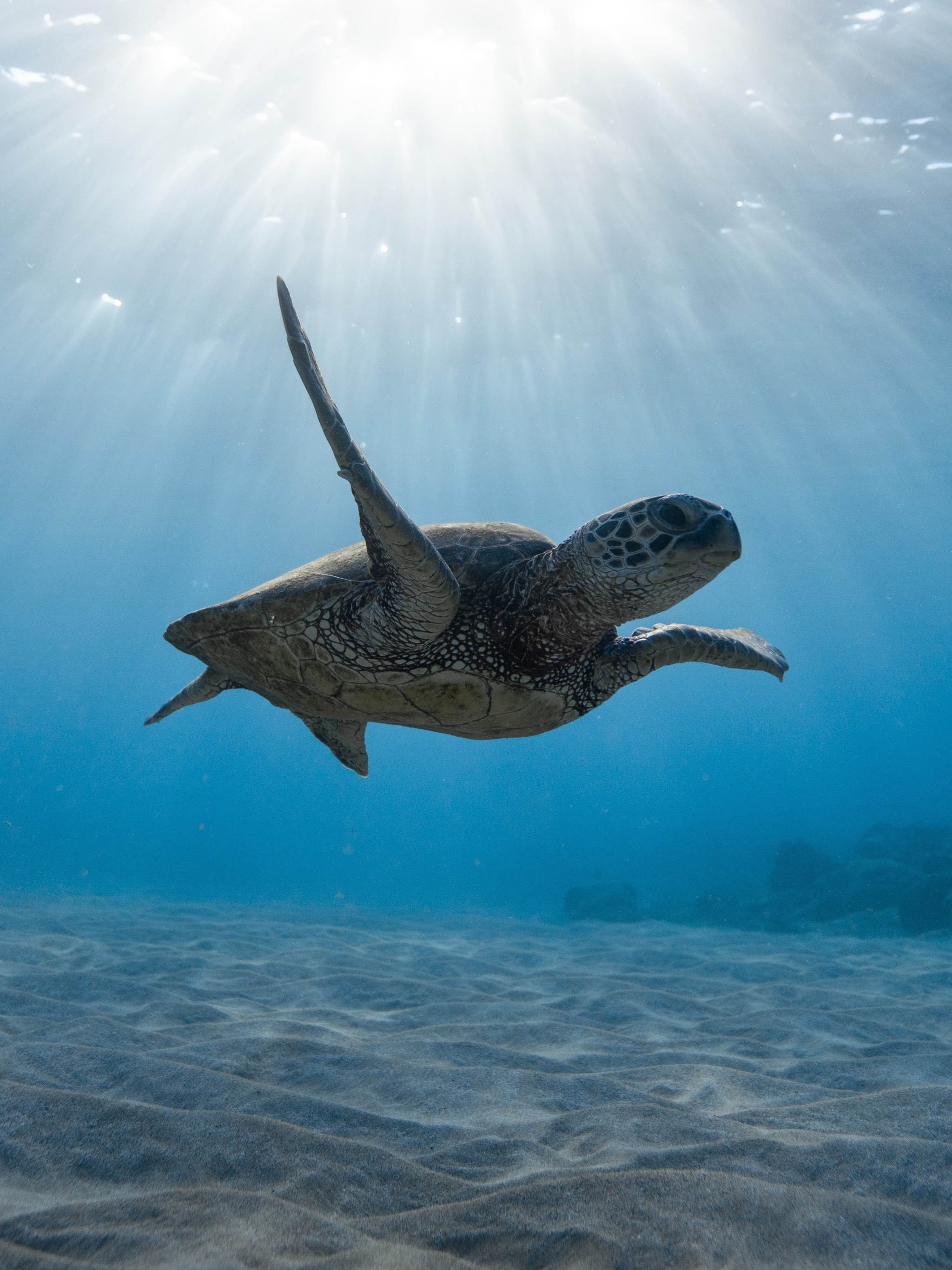 Download mobile wallpaper Turtles, Animal, Underwater, Turtle, Sunbeam, Sea Life, Sunbean for free.