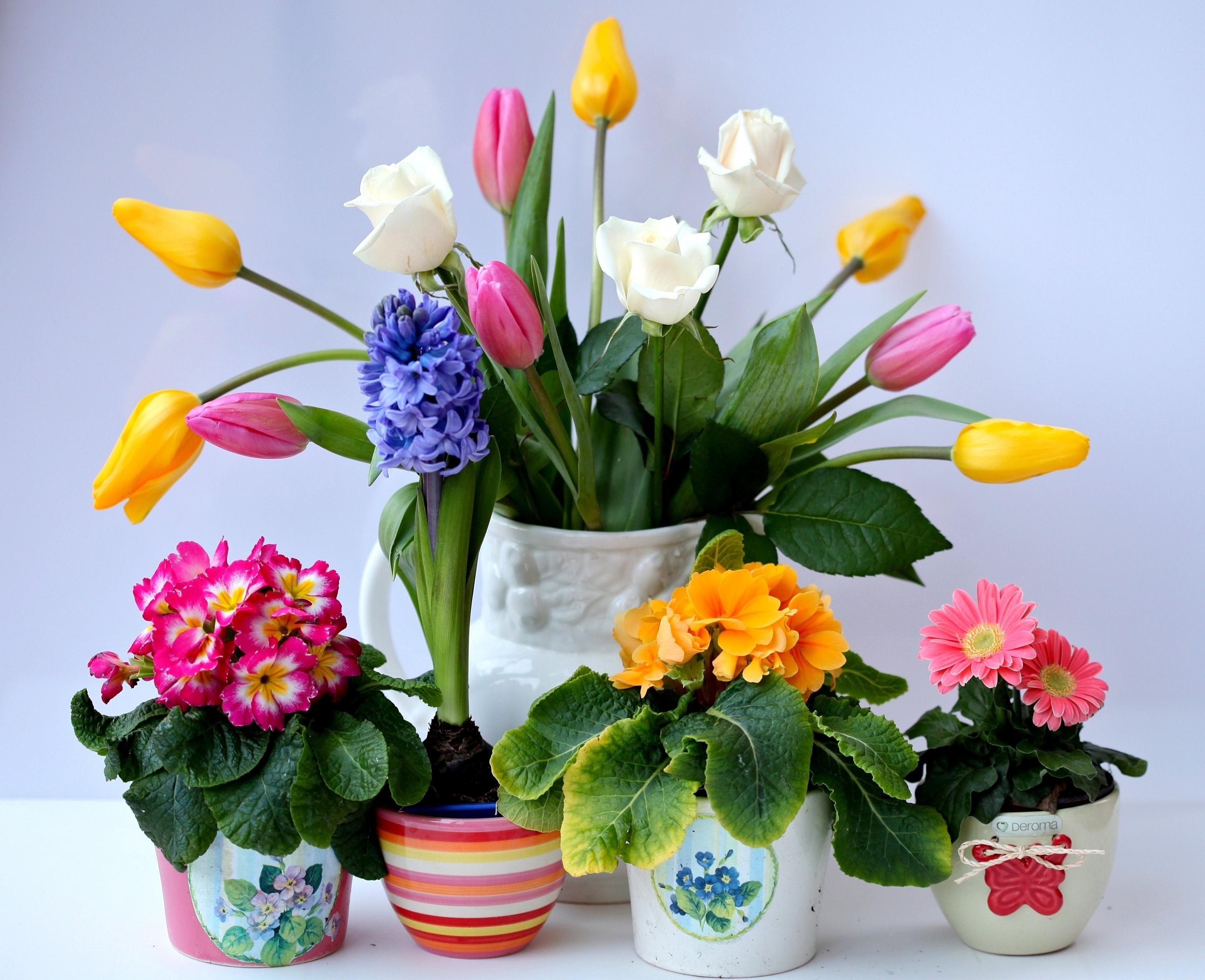 92996 télécharger l'image bouquet, fleurs, roses, tulipes, hyacinth, gerberas, pots, primevère - fonds d'écran et économiseurs d'écran gratuits