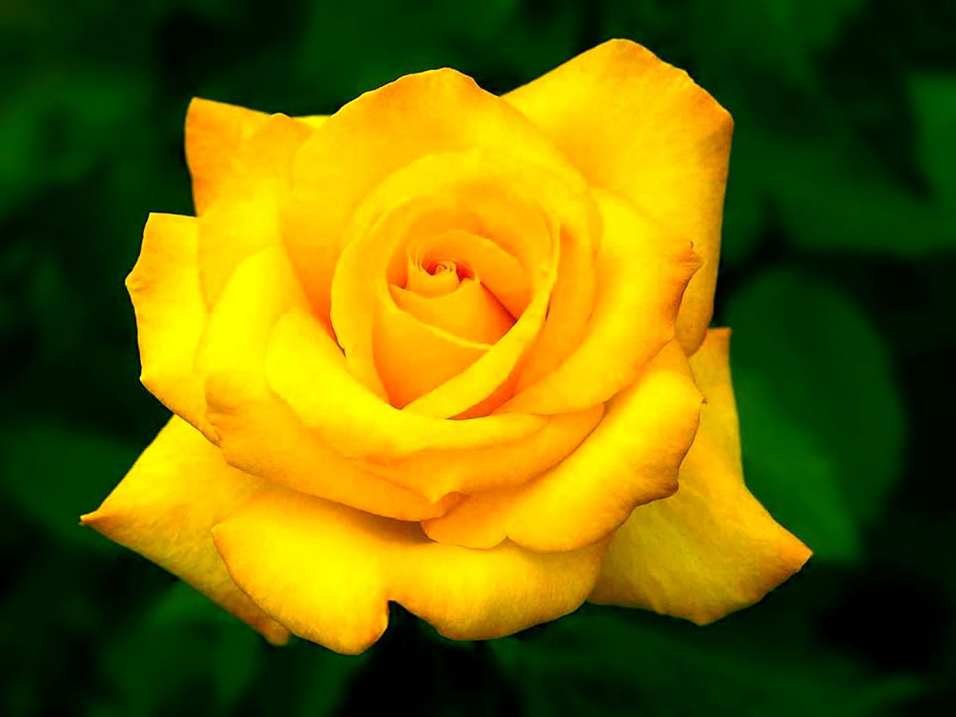 Скачать обои бесплатно Цветок, Роза, Желтый Цветок, Земля/природа, Флауэрсы картинка на рабочий стол ПК
