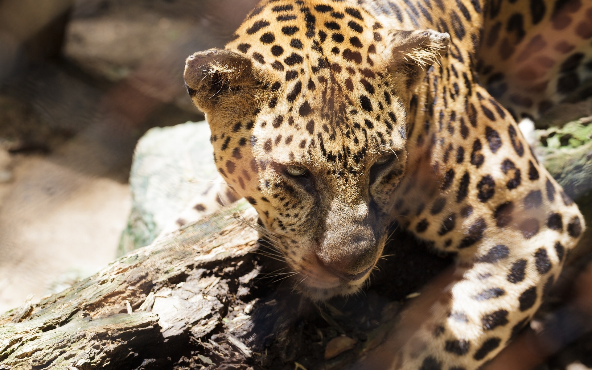 Handy-Wallpaper Leopard, Katzen, Tiere kostenlos herunterladen.