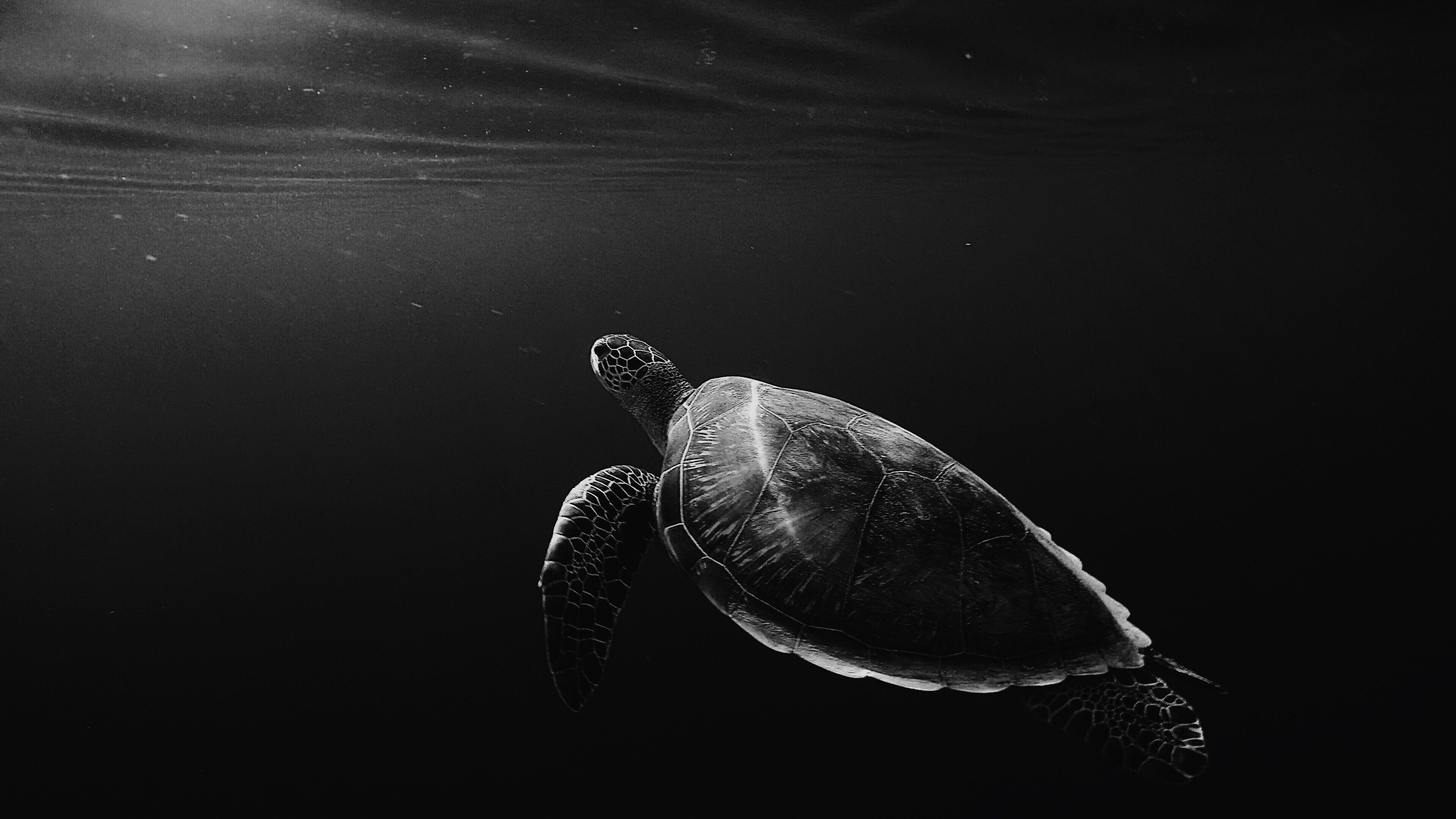 Free download wallpaper Turtles, Animal, Turtle on your PC desktop