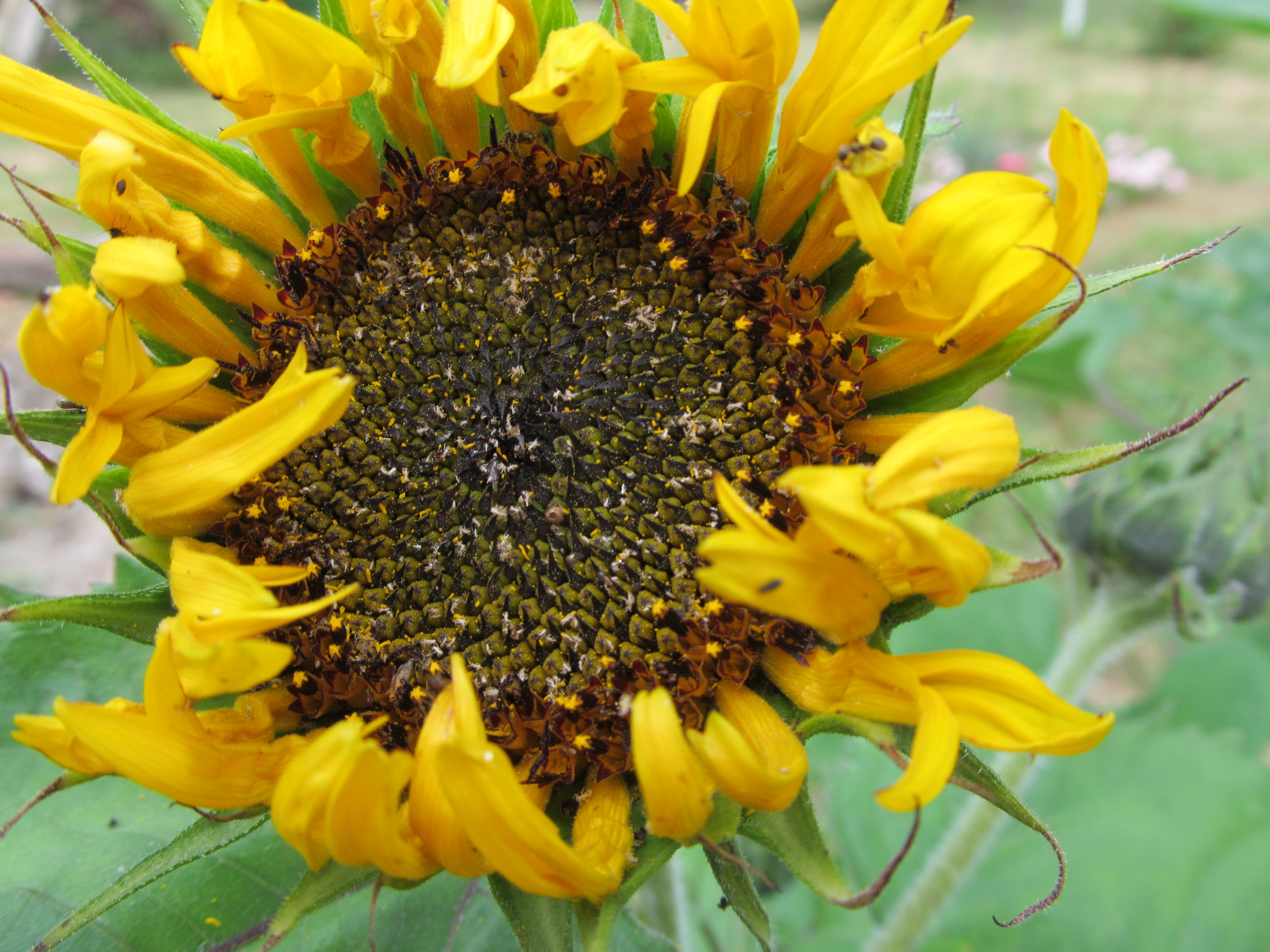 Descarga gratis la imagen Flores, Girasol, Tierra/naturaleza en el escritorio de tu PC