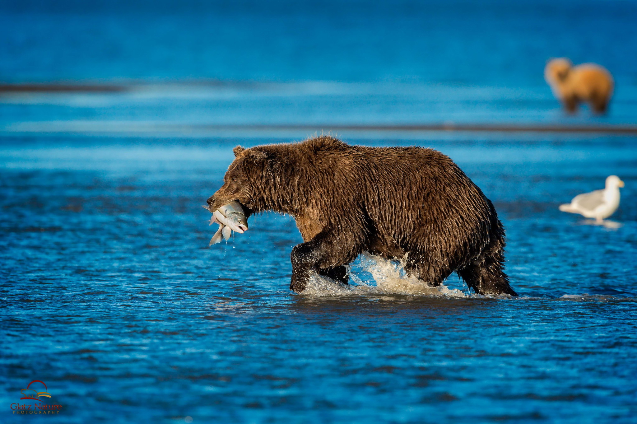 Laden Sie das Tiere, Bären, Bär, Fisch-Bild kostenlos auf Ihren PC-Desktop herunter