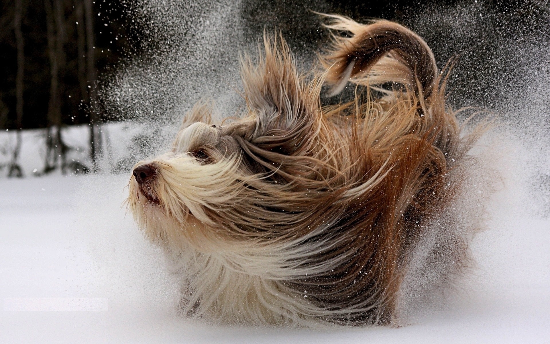 Download mobile wallpaper Snow, Animals, Dogs for free.