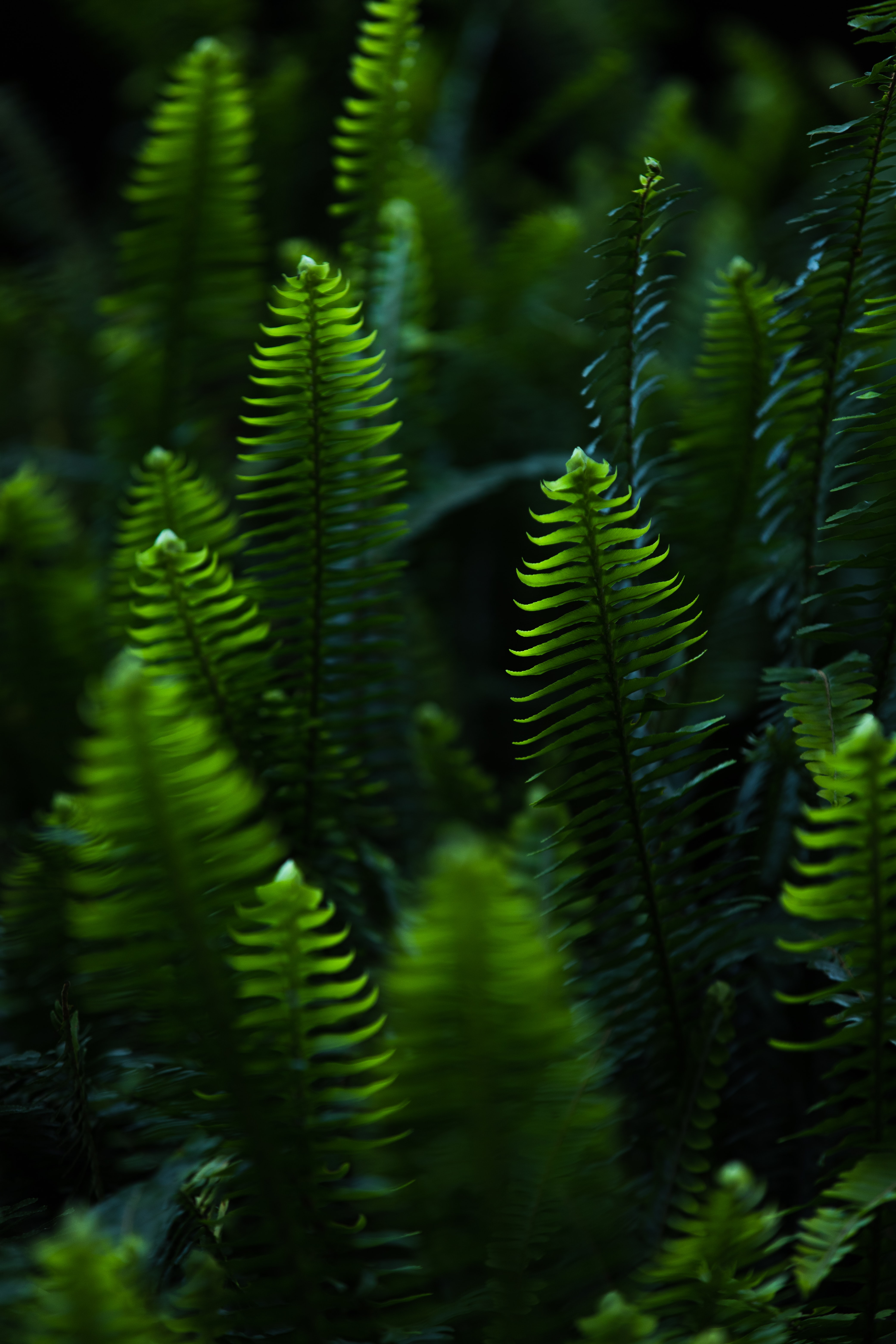 fern, plant, green, leaves, nature, branches