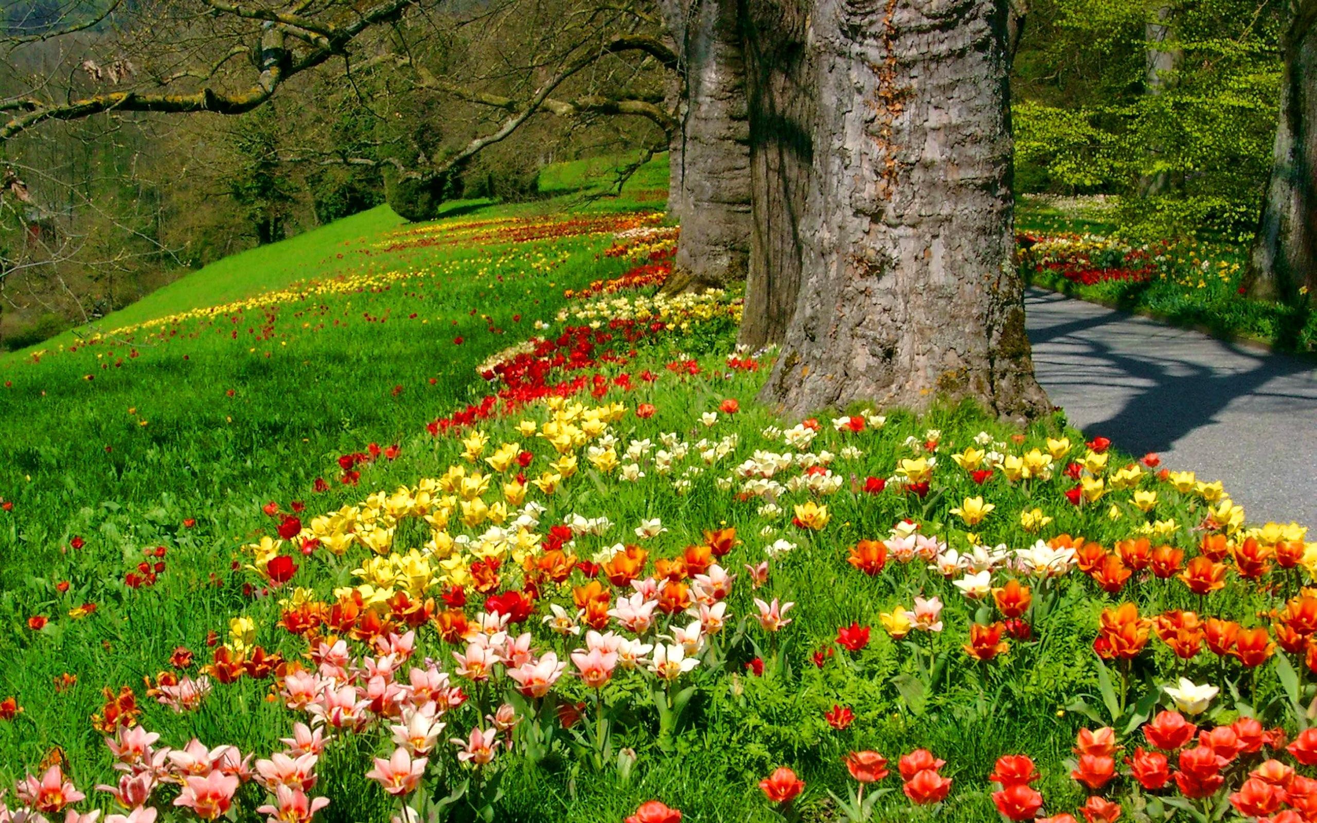 Скачать обои бесплатно Трава, Цветок, Парк, Дерево, Весна, Фотографии картинка на рабочий стол ПК