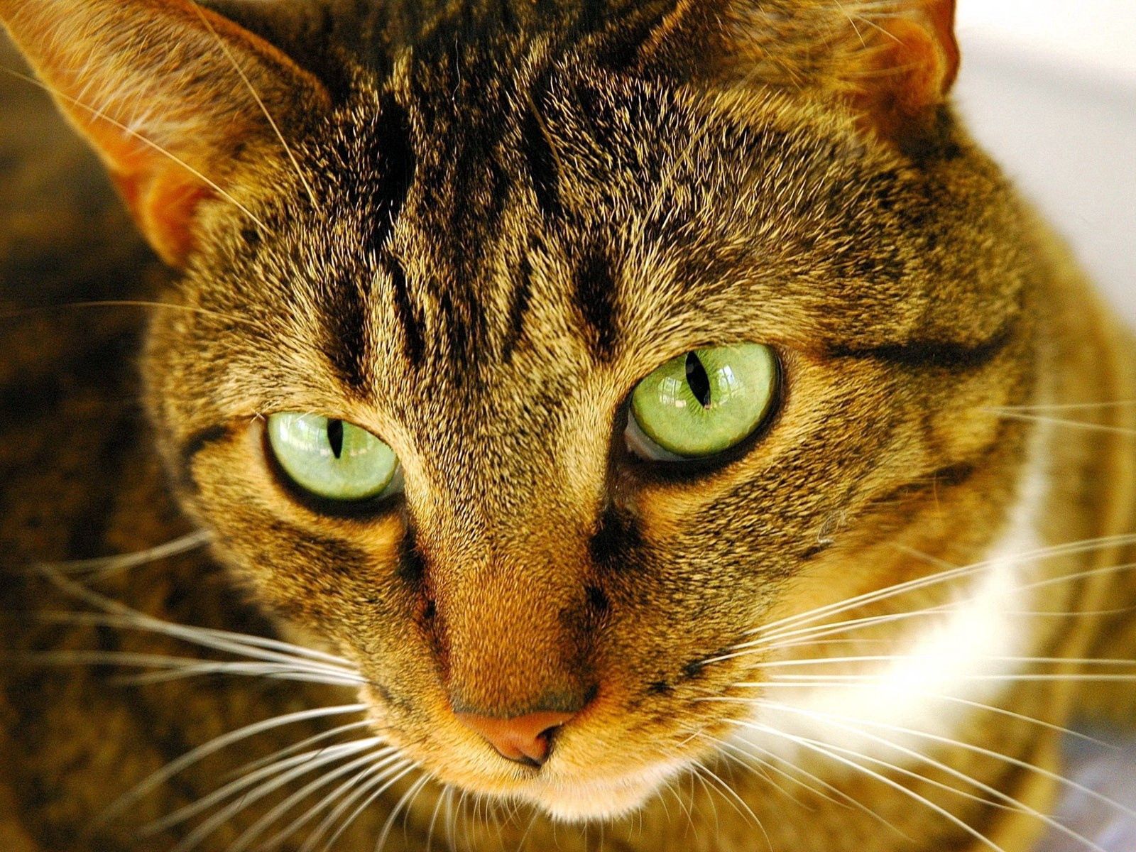 120642 descargar fondo de pantalla animales, gato, bozal, ojos, rayas, rayado: protectores de pantalla e imágenes gratis