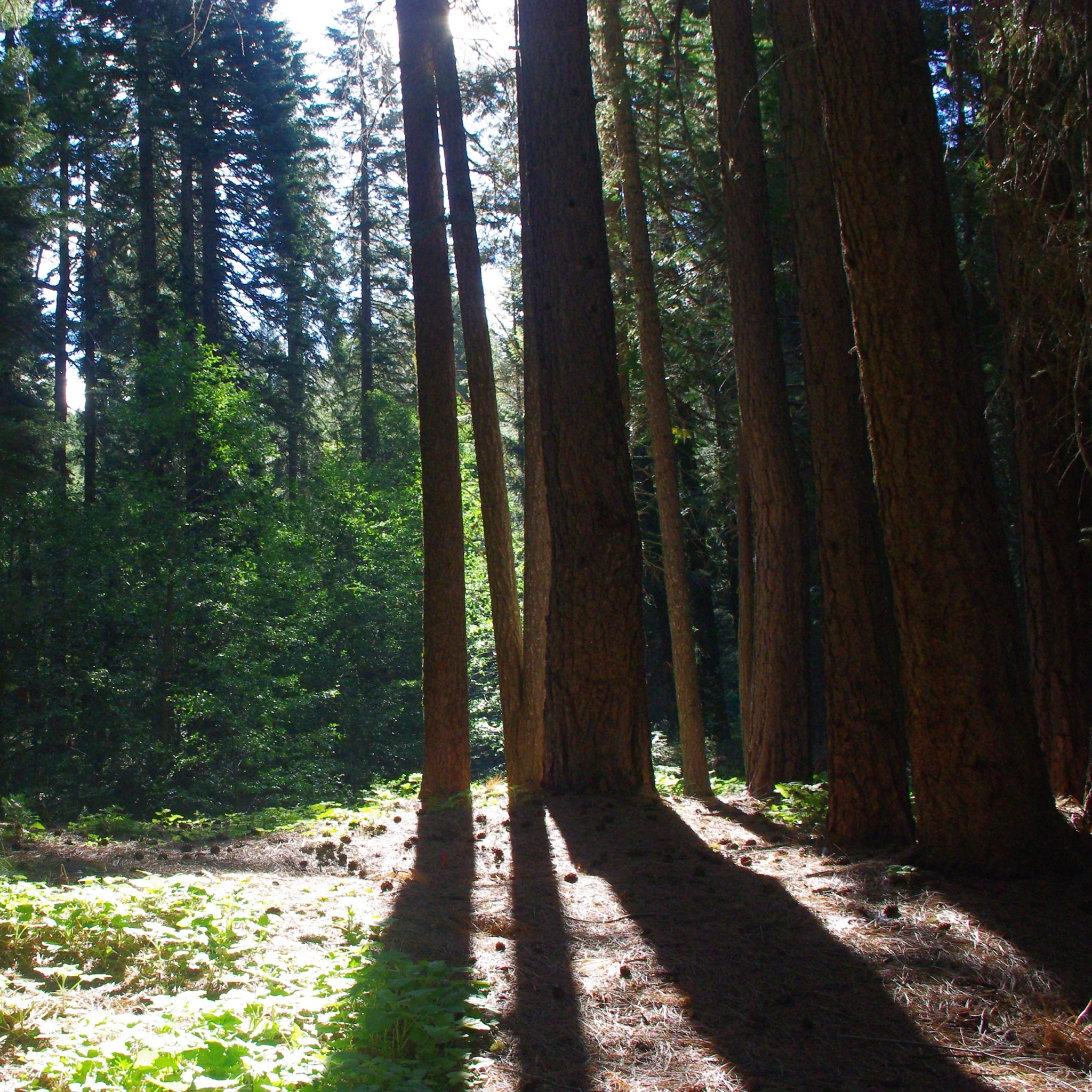 Baixe gratuitamente a imagem Floresta, Terra/natureza na área de trabalho do seu PC