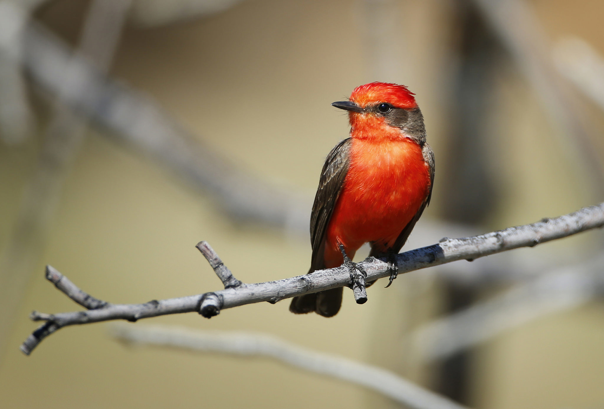 Baixe gratuitamente a imagem Animais, Aves, Pássaro, Ramo na área de trabalho do seu PC