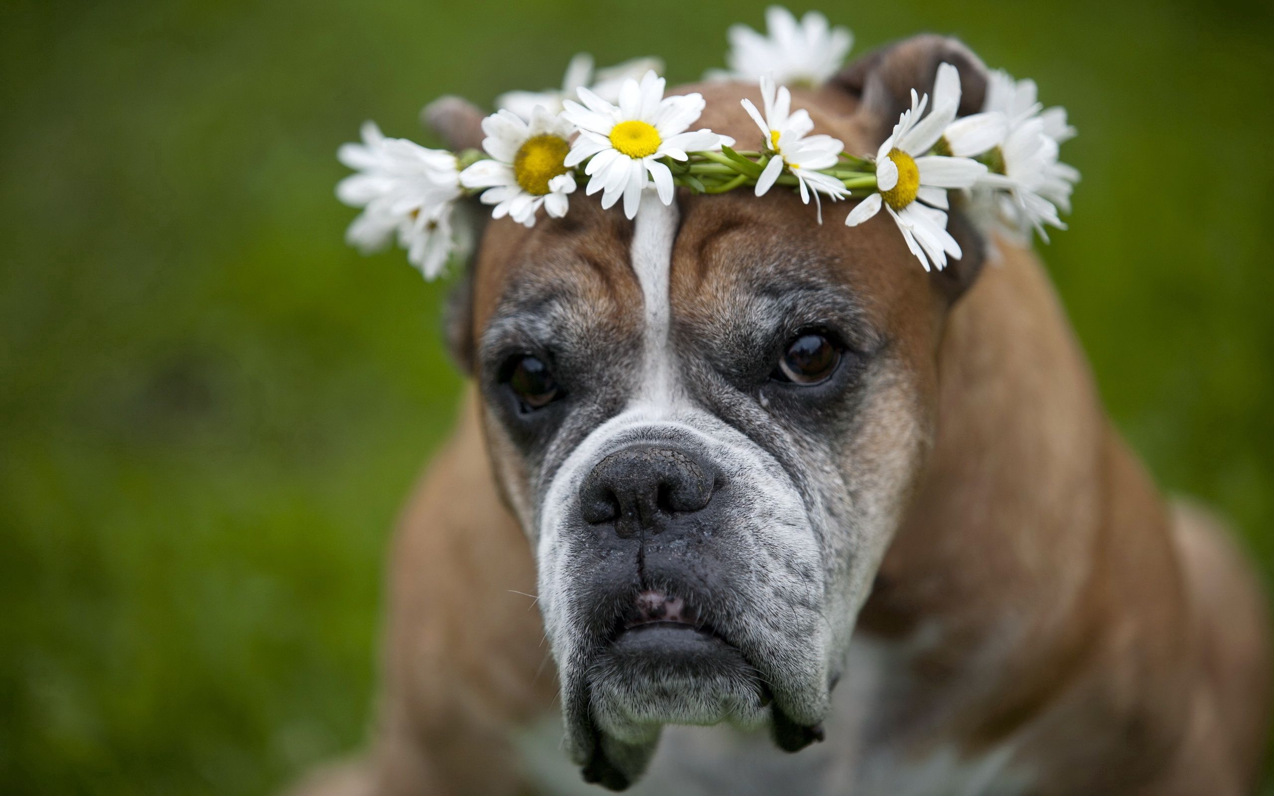Free download wallpaper Flowers, Dog, Camomile, Wreath, Animals on your PC desktop