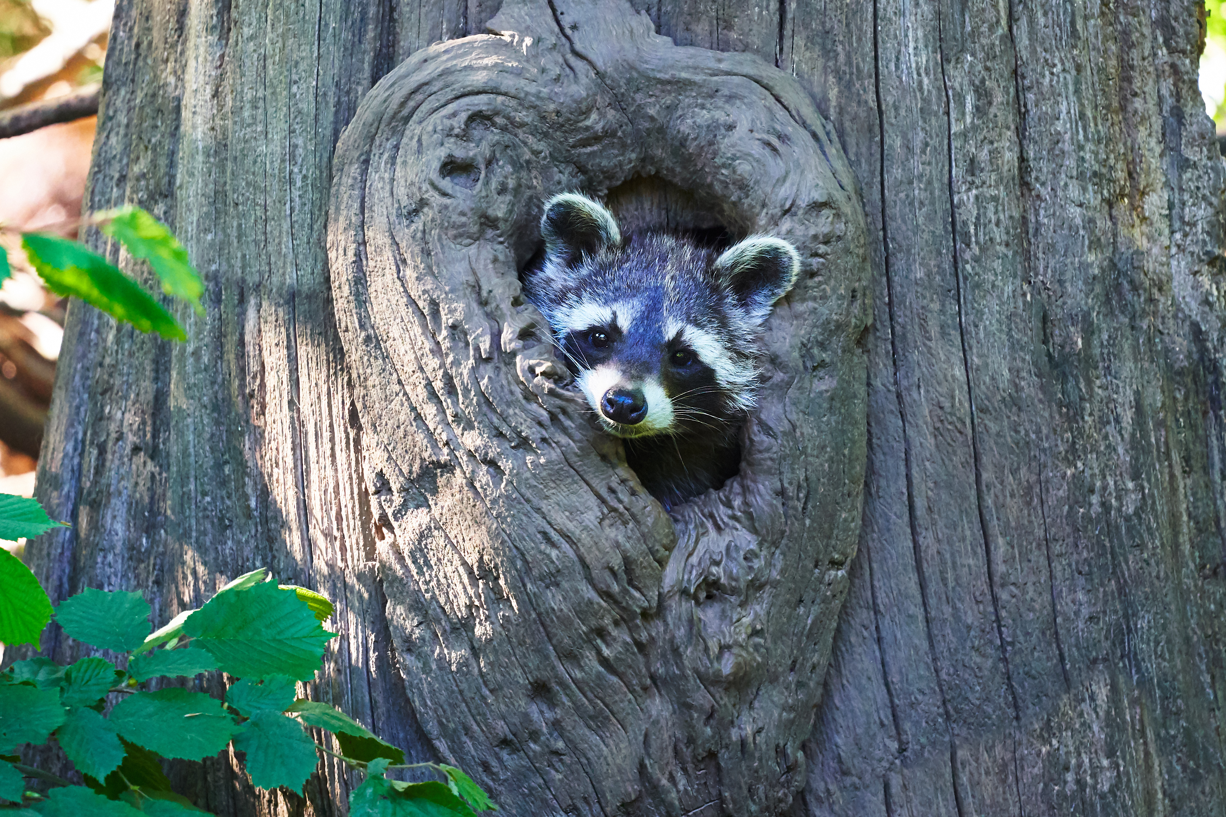 Free download wallpaper Animals, Tree, Muzzle, Nice, Sweetheart, Wood, Raccoon on your PC desktop