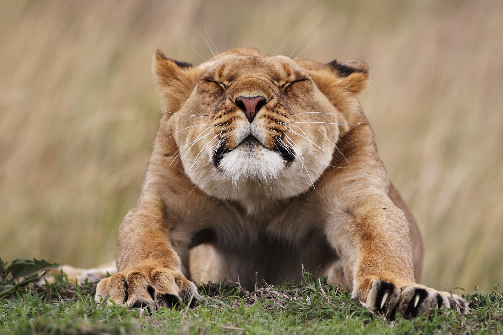 Download mobile wallpaper Lioness, Stretches, Animals, Predator, Morning for free.