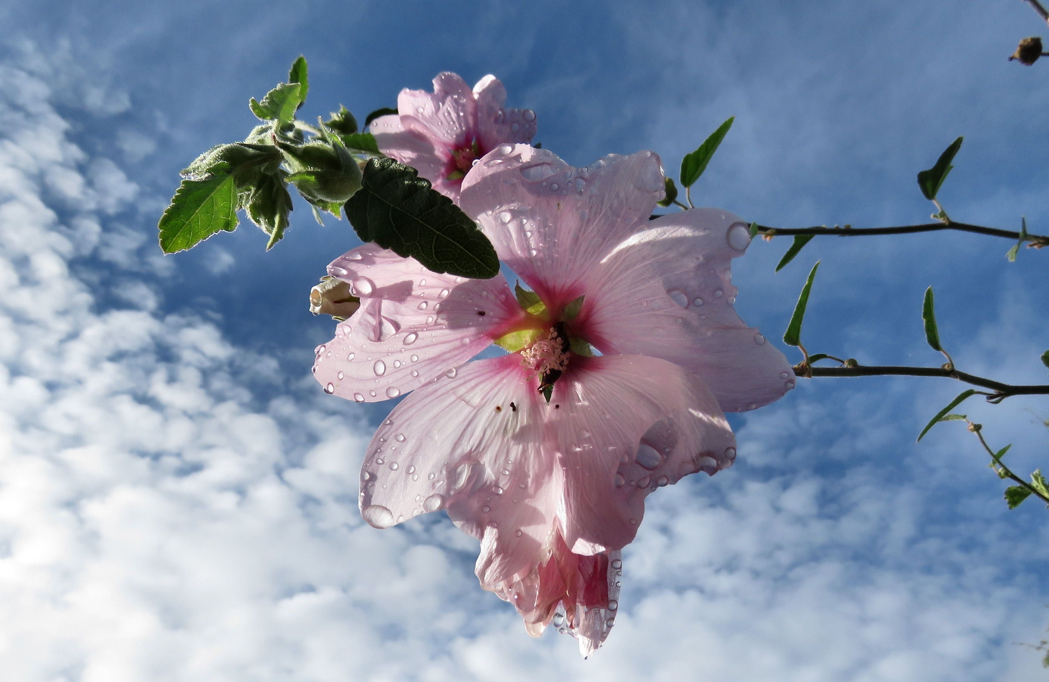 Téléchargez gratuitement l'image Floraison, Fleurs, Terre/nature sur le bureau de votre PC