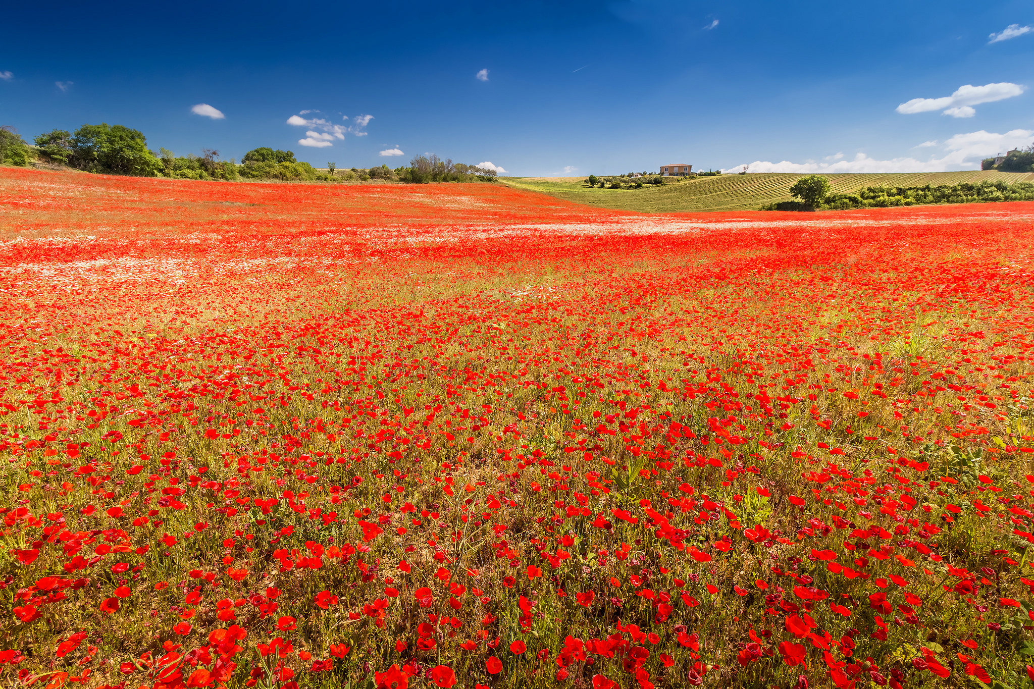 Laden Sie das Natur, Mohn, Sommer, Blume, Feld, Rote Blume, Erde/natur-Bild kostenlos auf Ihren PC-Desktop herunter