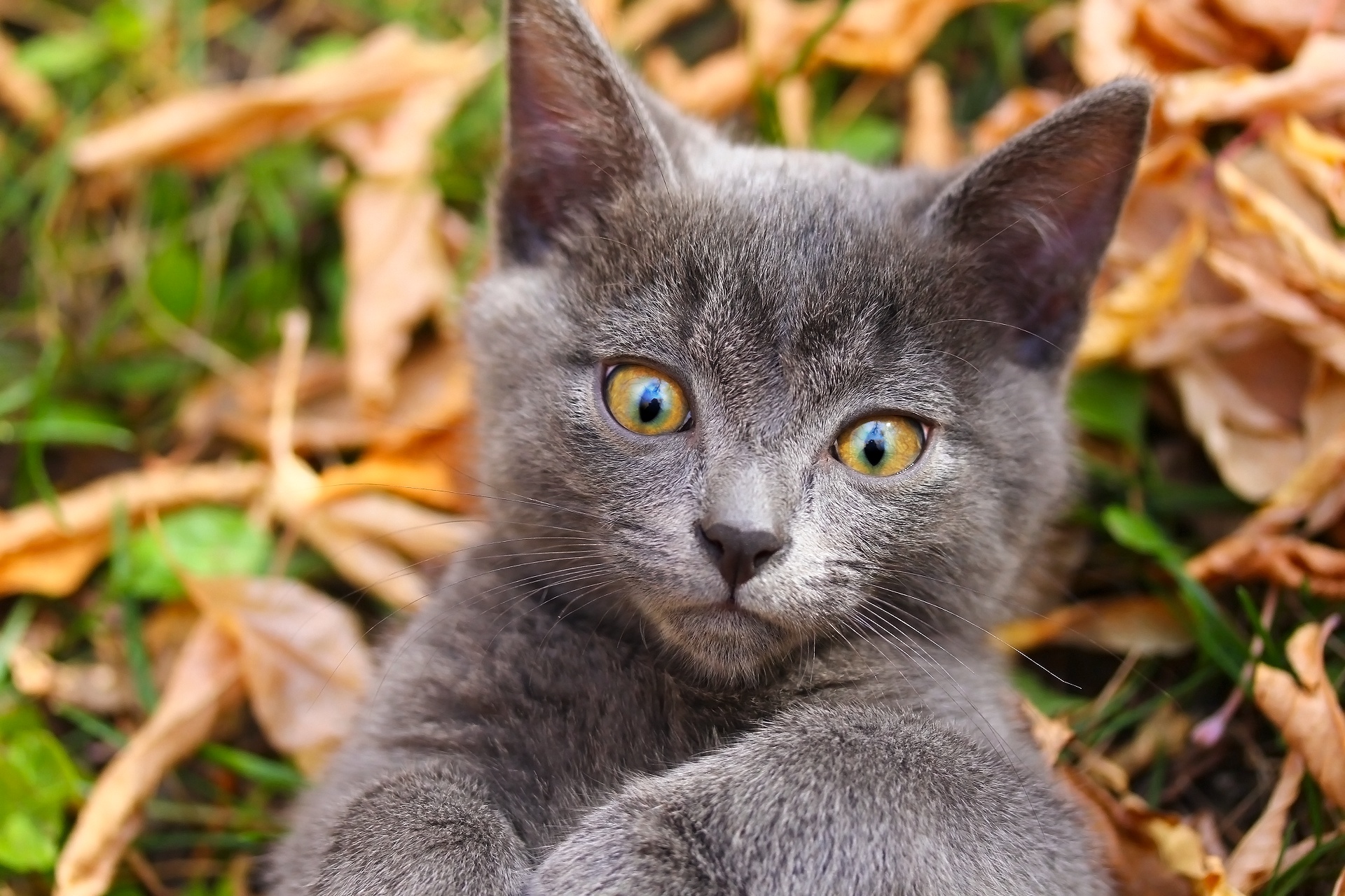 Téléchargez gratuitement l'image Animaux, Chats, Chat, Chaton, Bébé Animal sur le bureau de votre PC