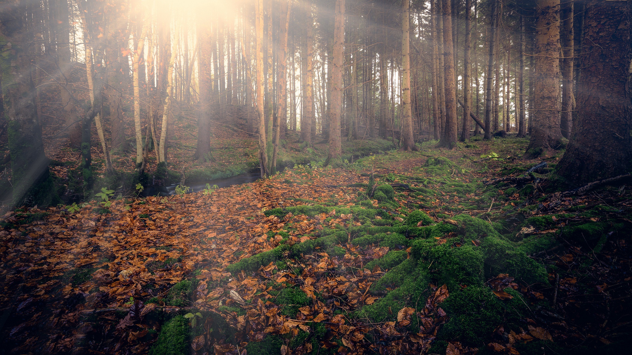 Handy-Wallpaper Natur, Wald, Sonnenstrahl, Erde/natur kostenlos herunterladen.