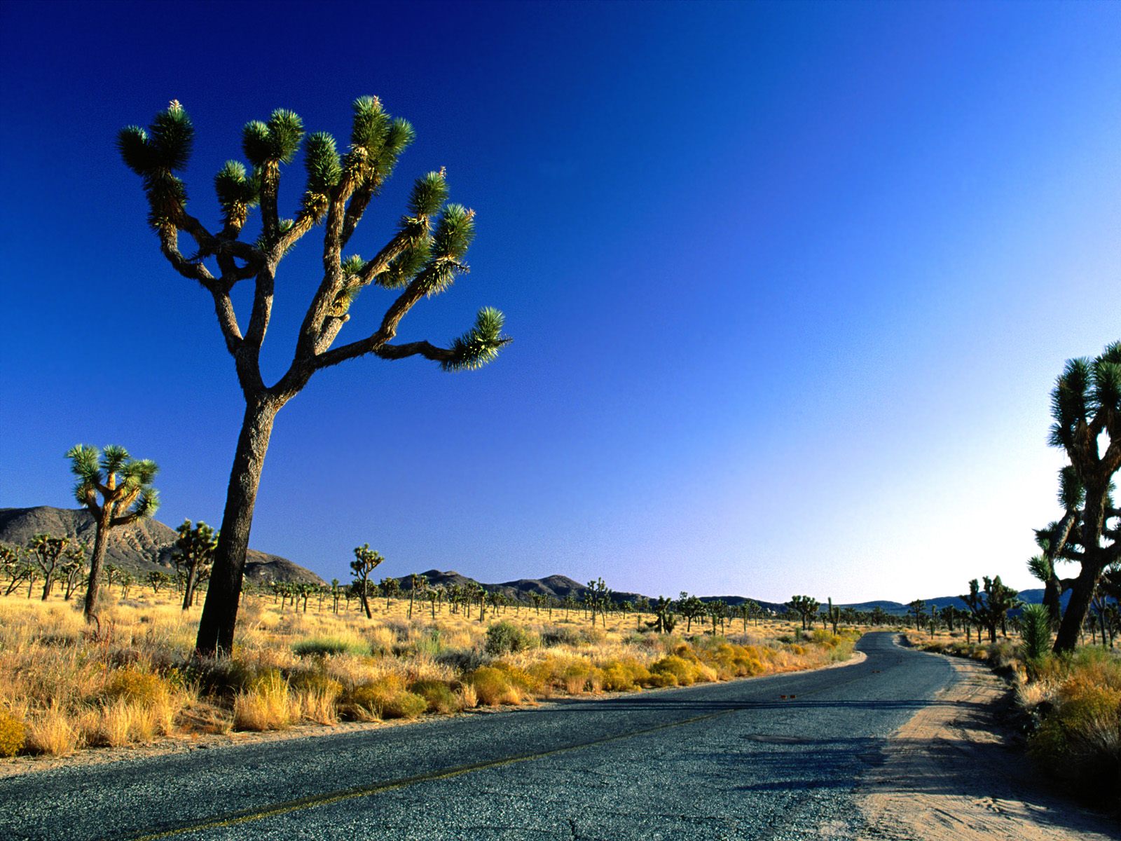 1076589 descargar imagen hecho por el hombre, carretera, cactus, desierto: fondos de pantalla y protectores de pantalla gratis