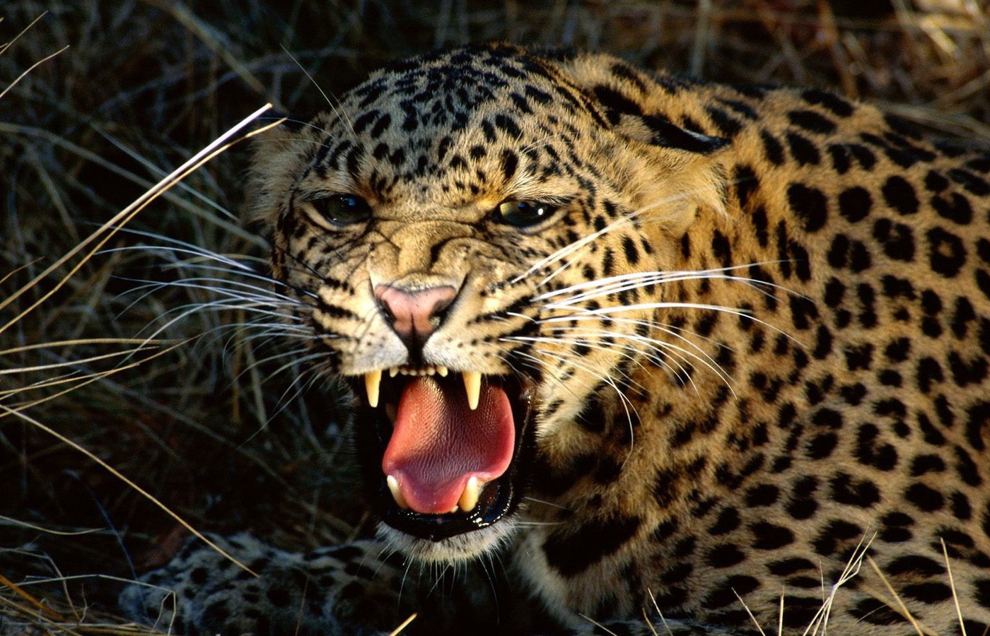 Скачать картинку Животные, Леопард в телефон бесплатно.