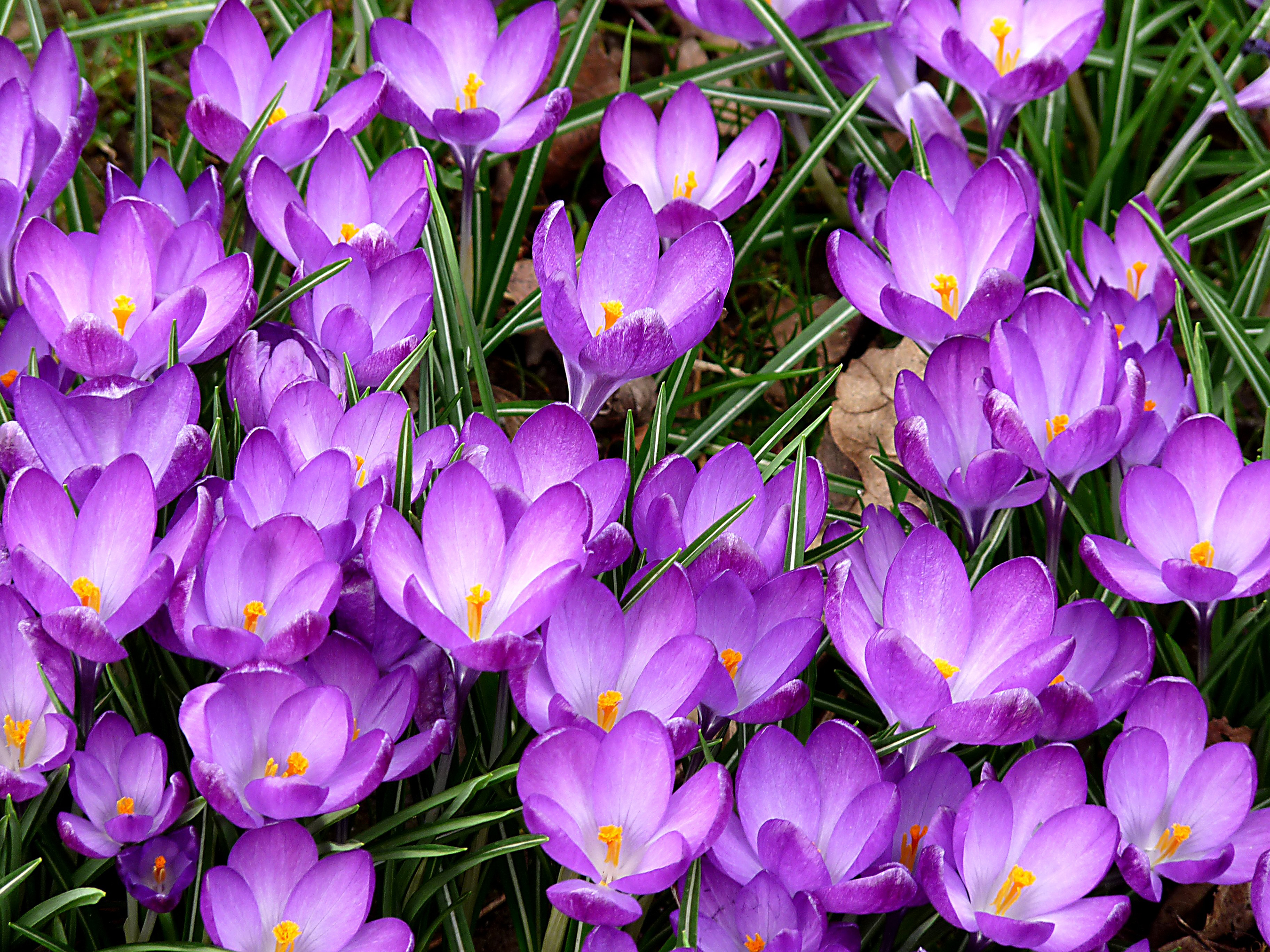 無料モバイル壁紙自然, フラワーズ, 花, 地球, クロッカス, 紫色の花をダウンロードします。