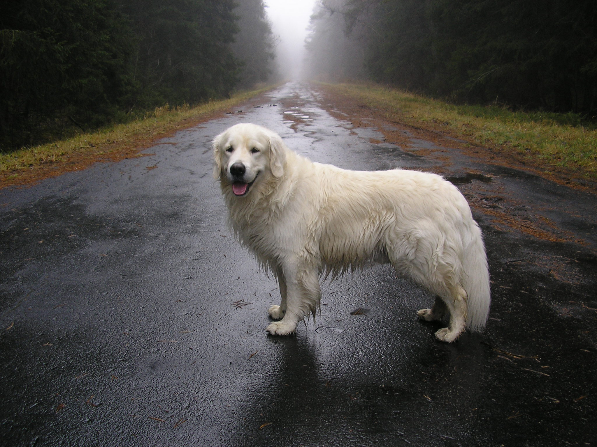 Free download wallpaper Road, Dog, Moisture, Expectation, Waiting, Animals on your PC desktop