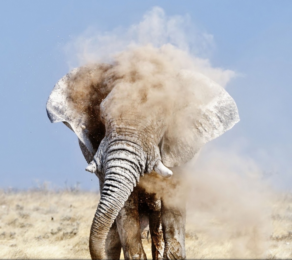 Baixar papel de parede para celular de Animais, Elefantes, Elefante, Elefante Da Savana gratuito.