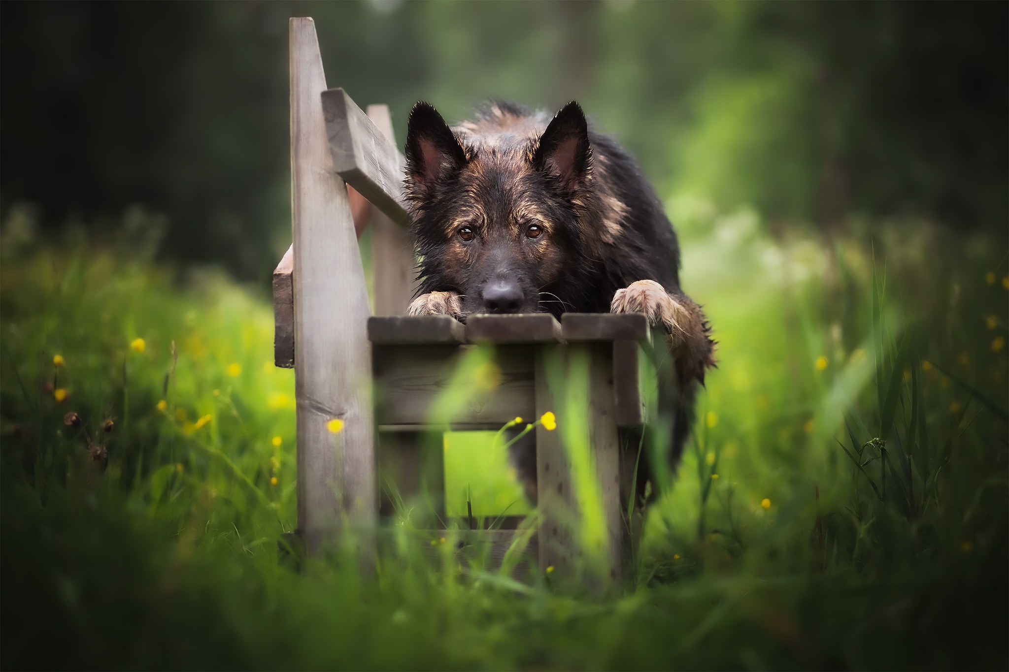 Free download wallpaper Dogs, Dog, Animal, Bench on your PC desktop