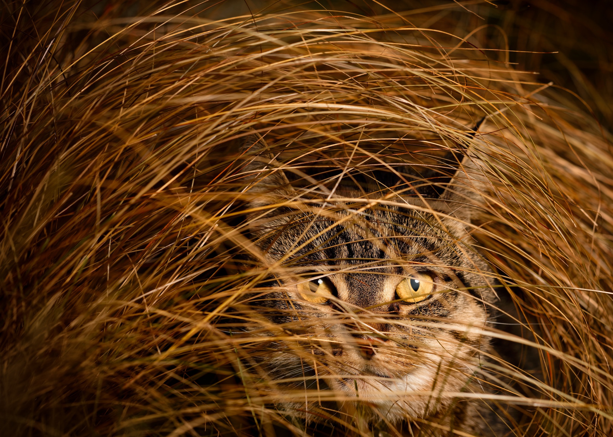 Free download wallpaper Cats, Grass, Cat, Close Up, Animal, Stare on your PC desktop