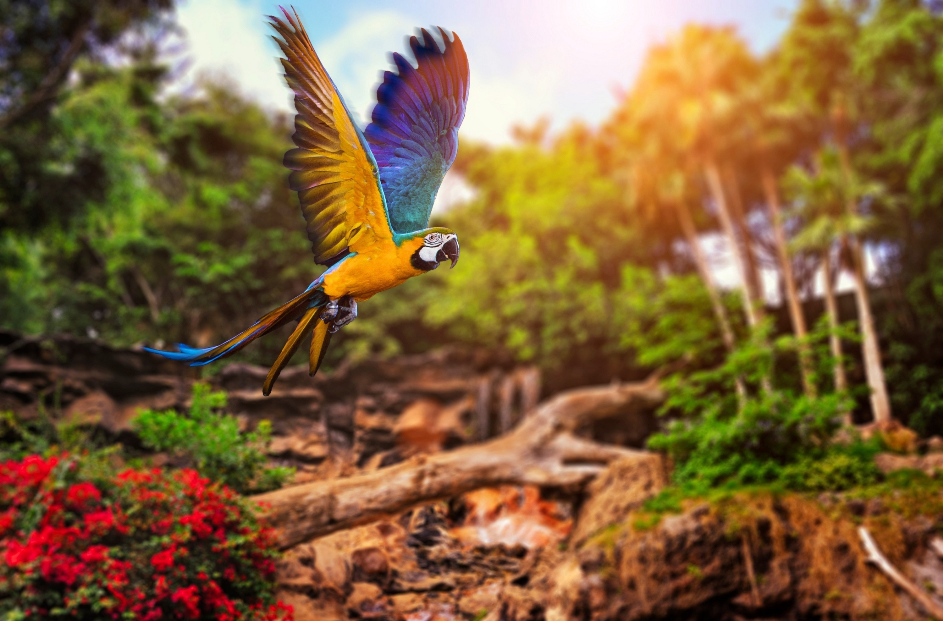 flight, parrot, animal, blue and yellow macaw, macaw