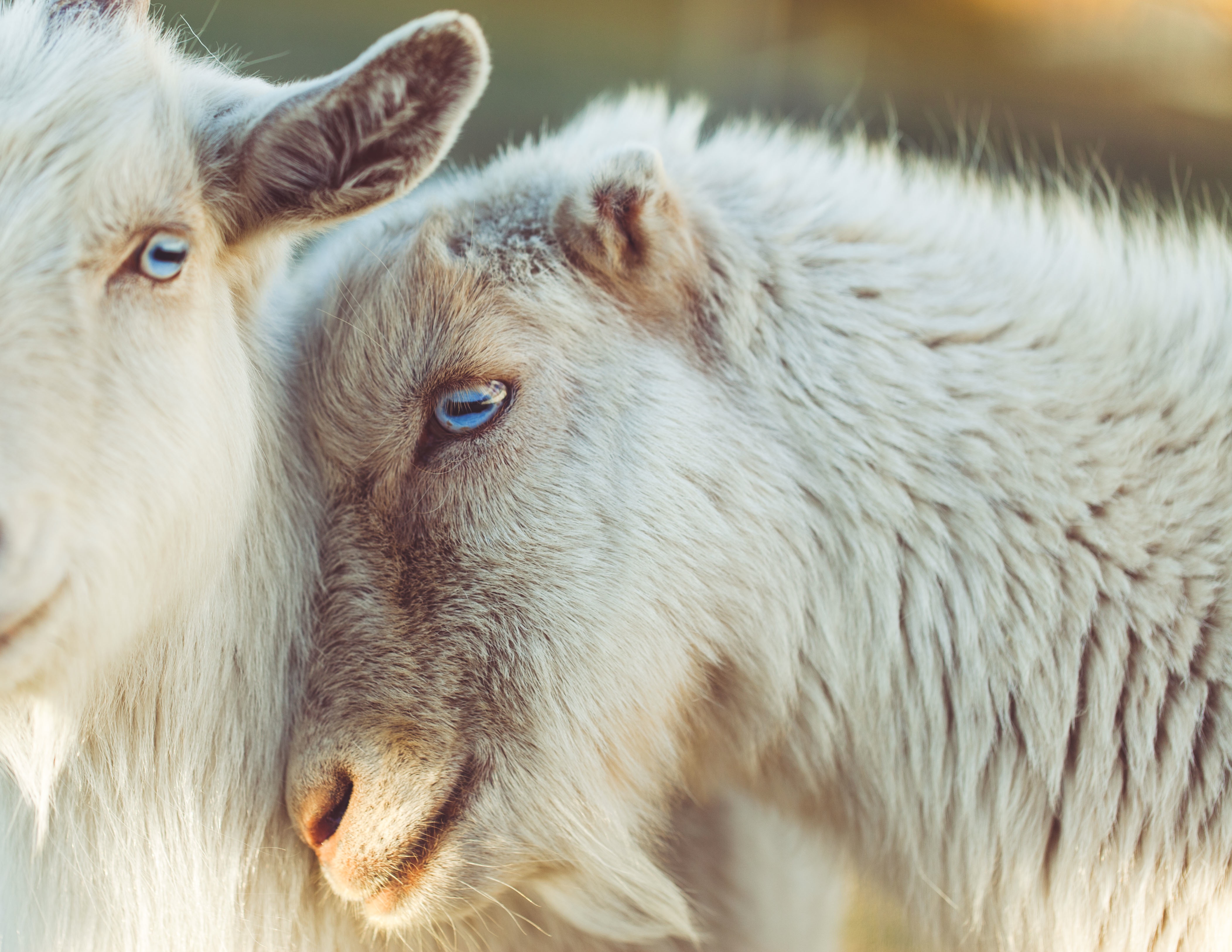 animals, muzzle, blue eyed, goats 5K