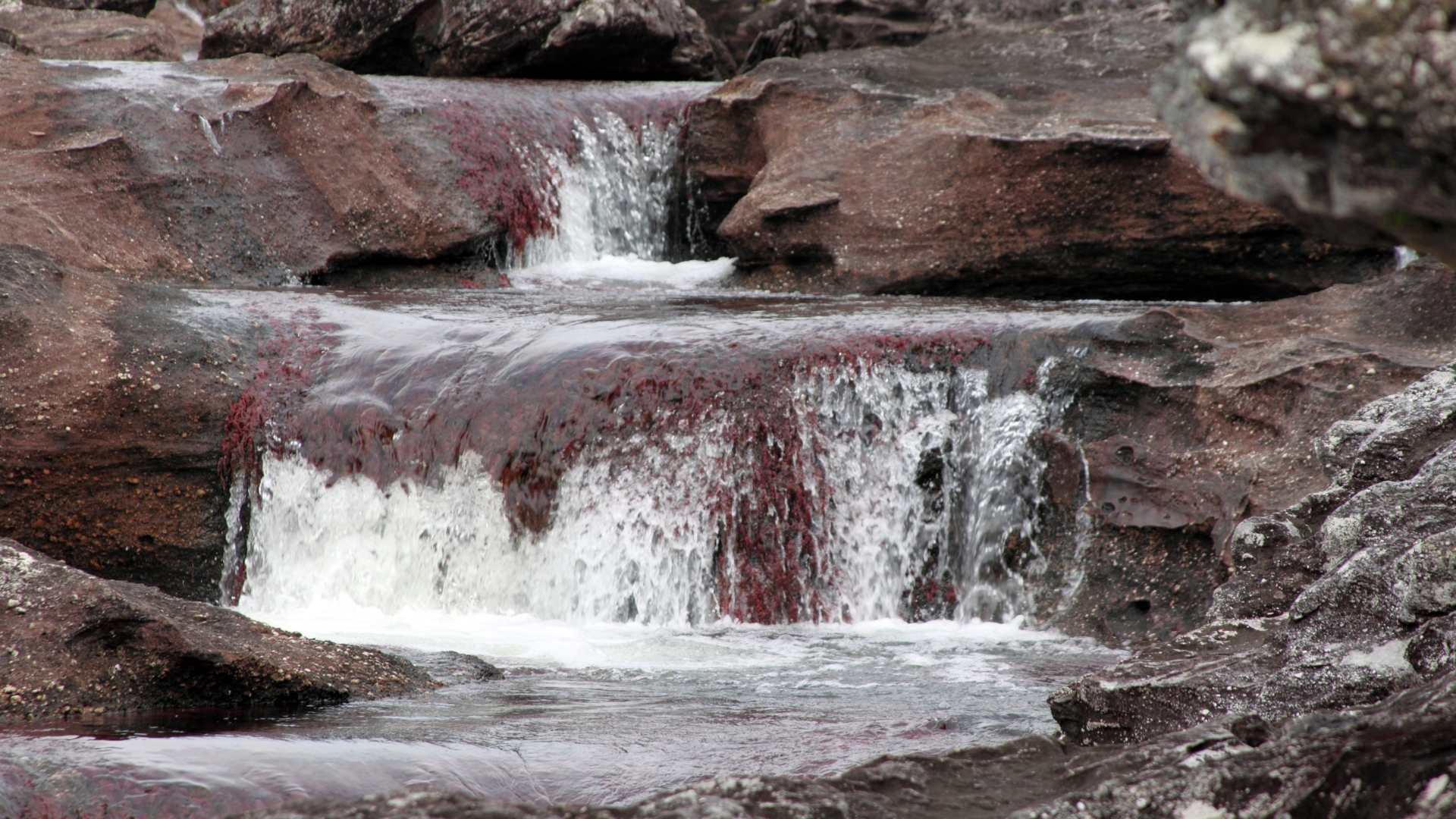 641155 baixar imagens terra/natureza, caño cristales - papéis de parede e protetores de tela gratuitamente