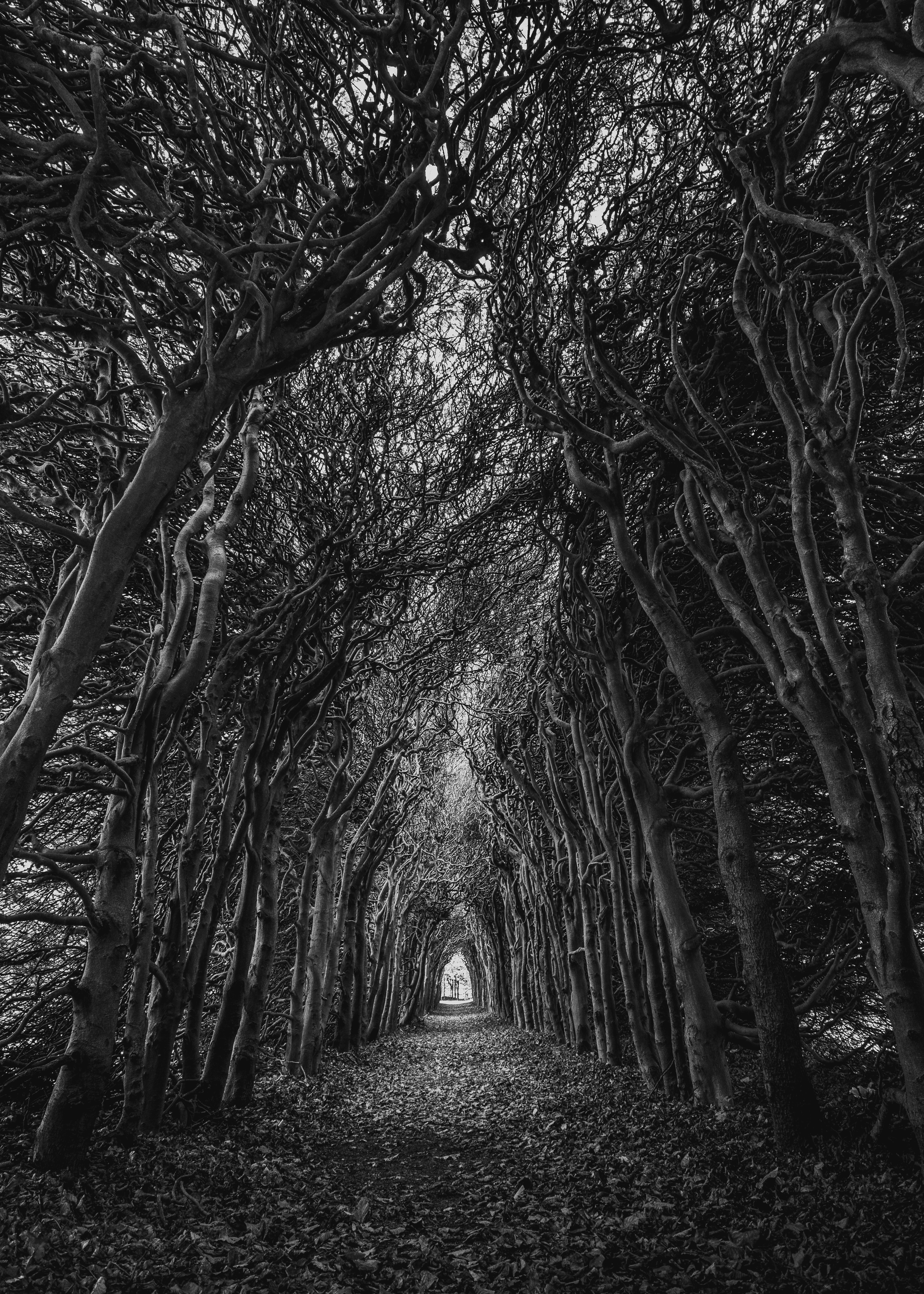 Mobile wallpaper chb, arch, bw, nature, trees, branches, swirling, involute