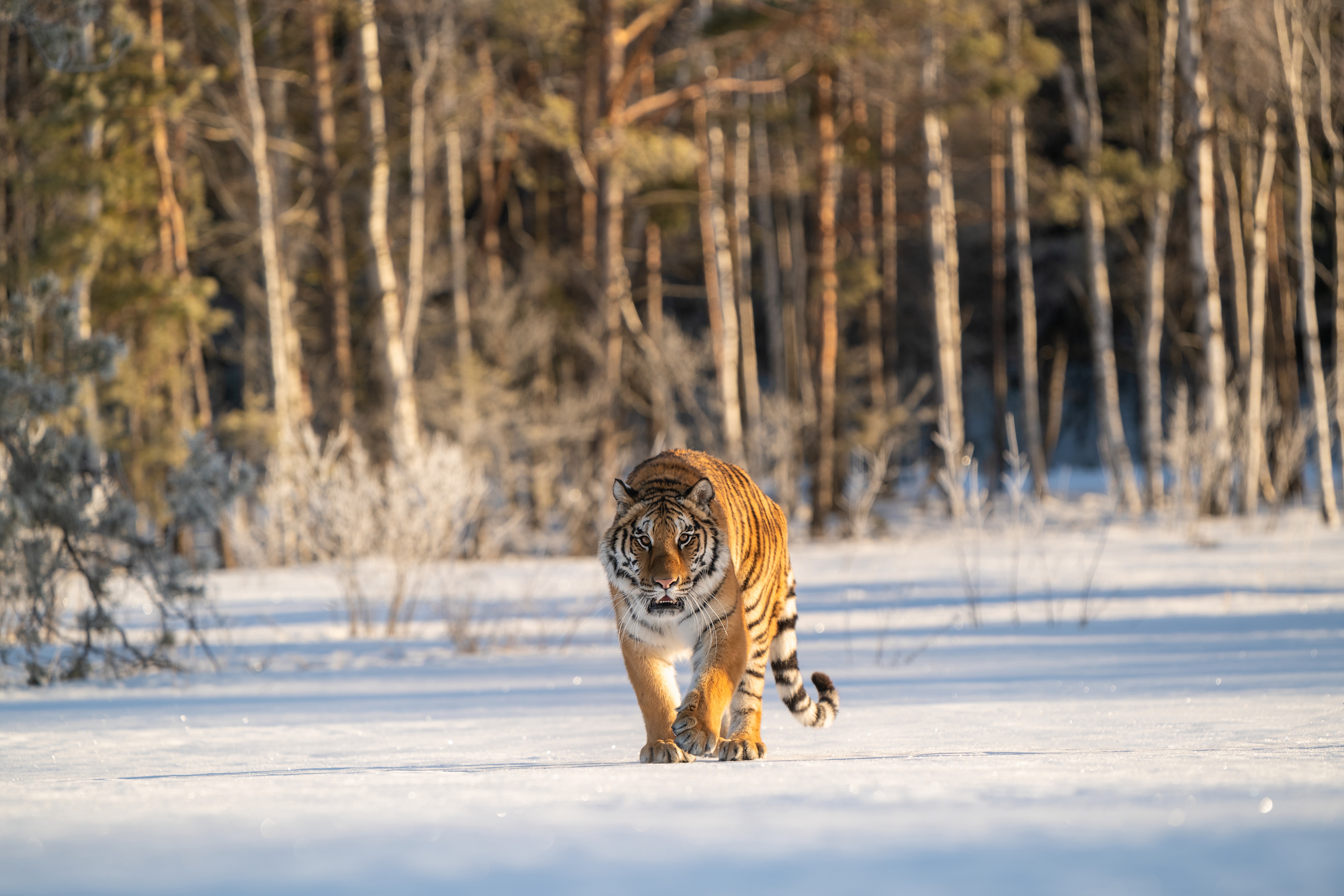 Download mobile wallpaper Cats, Snow, Tiger, Animal for free.