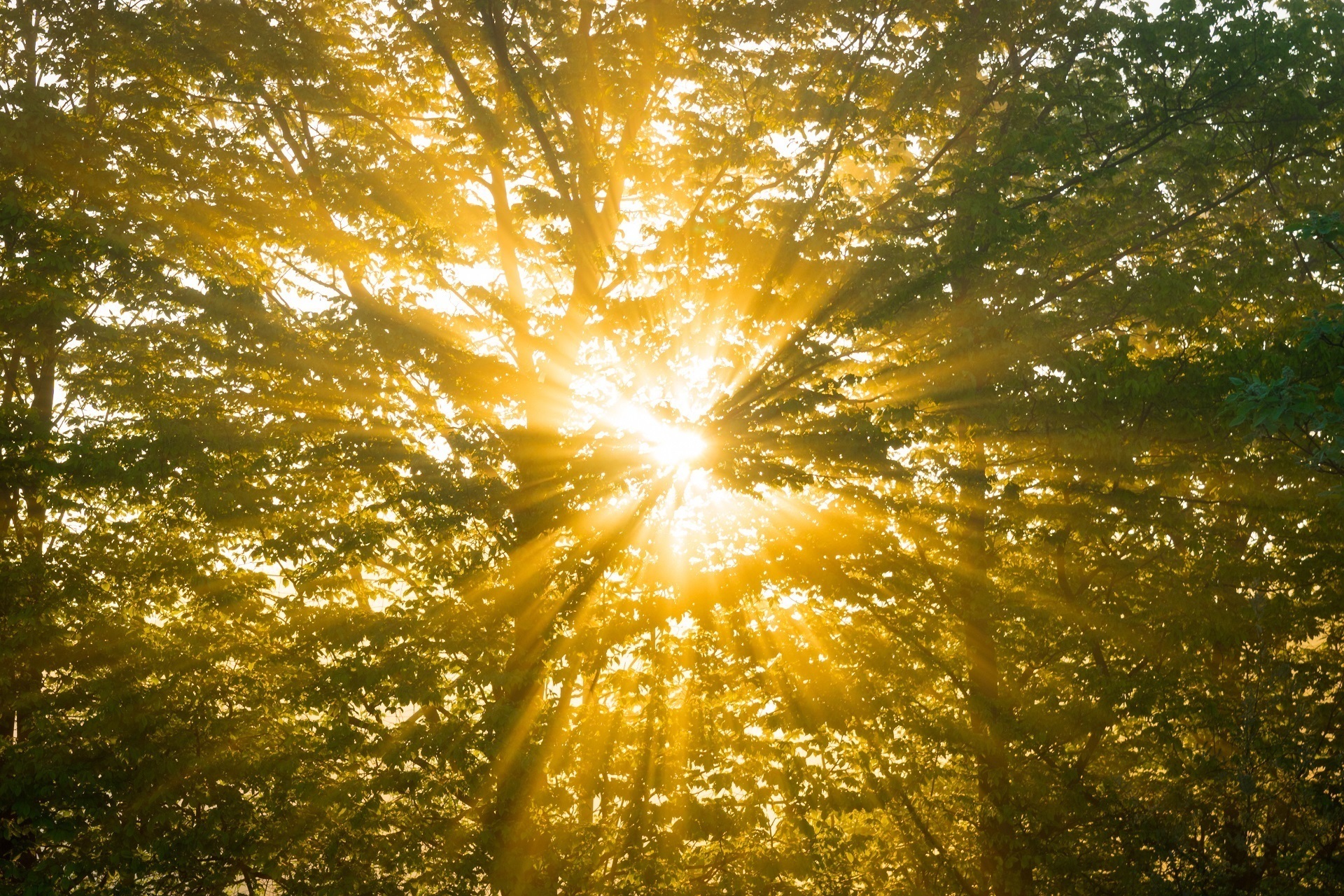 Free download wallpaper Nature, Tree, Earth, Sunbeam on your PC desktop