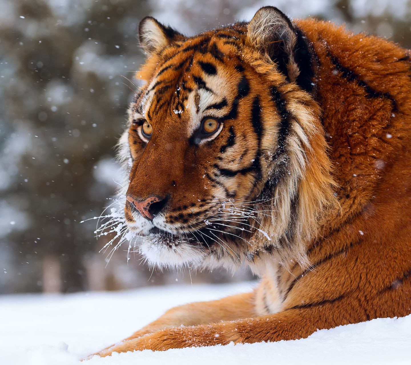 Baixe gratuitamente a imagem Animais, Inverno, Gatos, Neve, Tigre na área de trabalho do seu PC