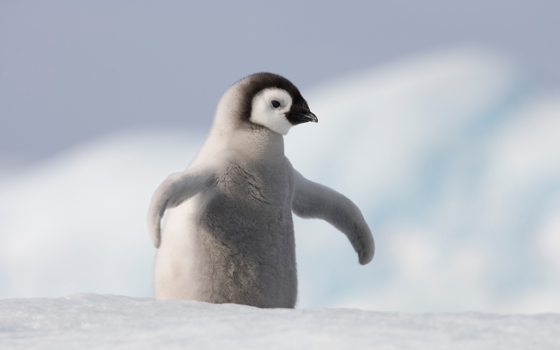 Laden Sie das Tiere, Vögel, Vogel, Pinguin-Bild kostenlos auf Ihren PC-Desktop herunter
