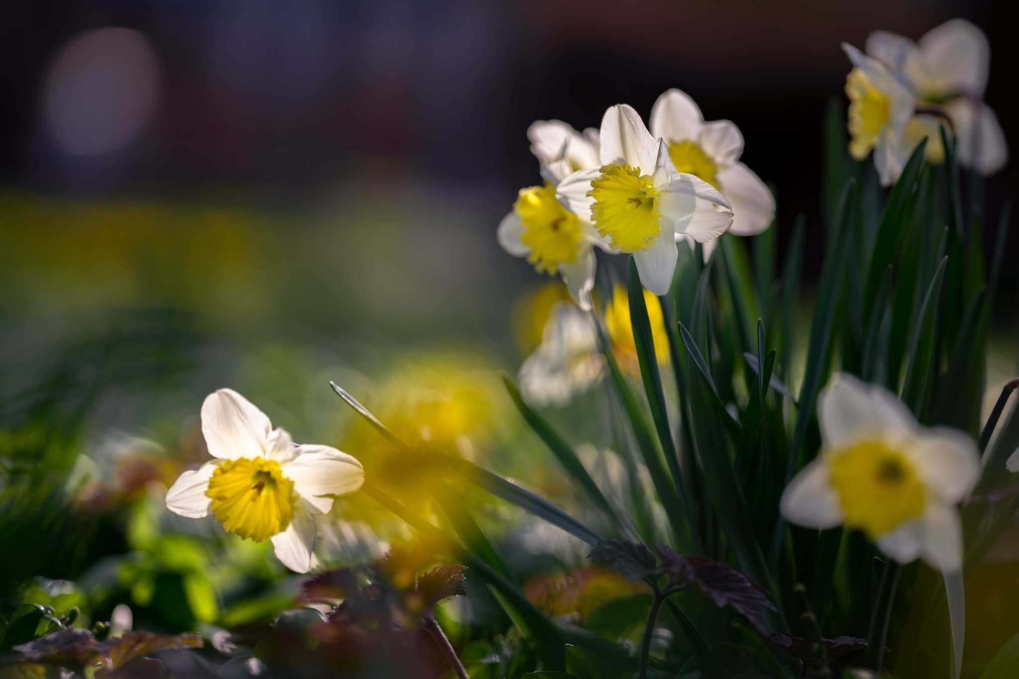 Baixe gratuitamente a imagem Natureza, Flores, Flor, Fechar Se, Flor Branca, Terra/natureza, Narcissus na área de trabalho do seu PC