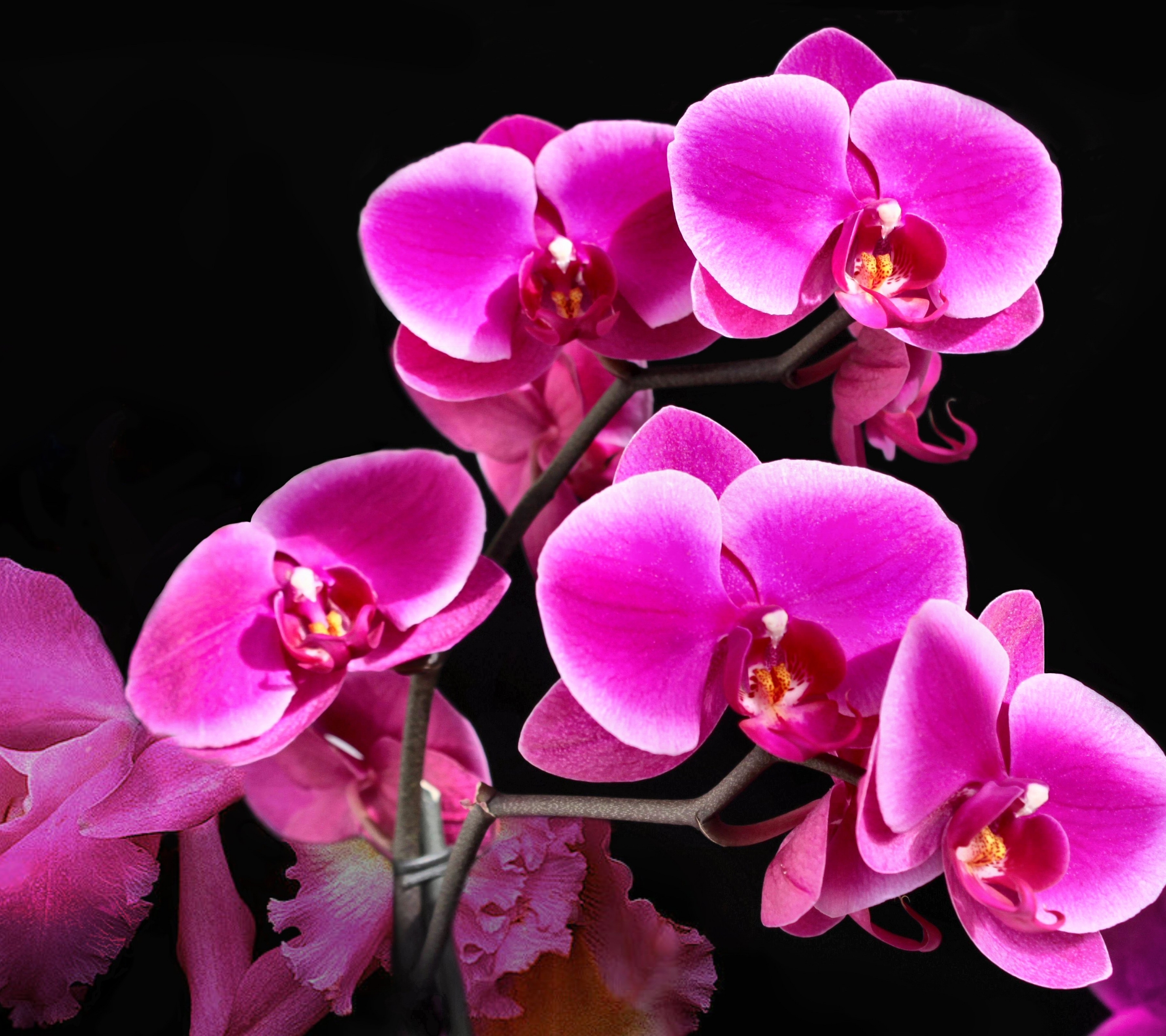 Handy-Wallpaper Blumen, Blume, Orchidee, Erde/natur kostenlos herunterladen.