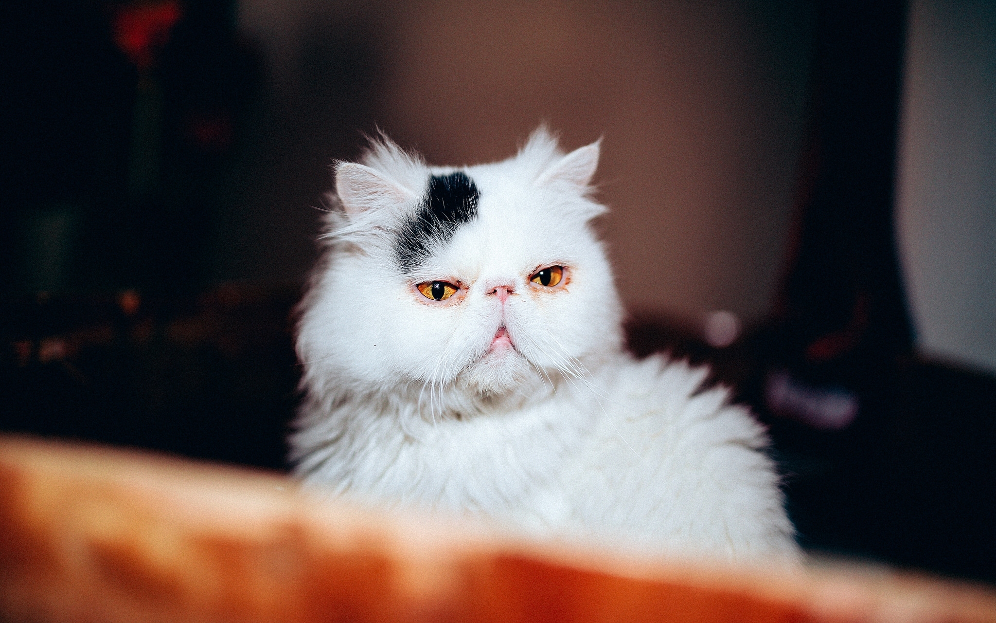Download mobile wallpaper Cats, Cat, Muzzle, Animal, Persian Cat for free.
