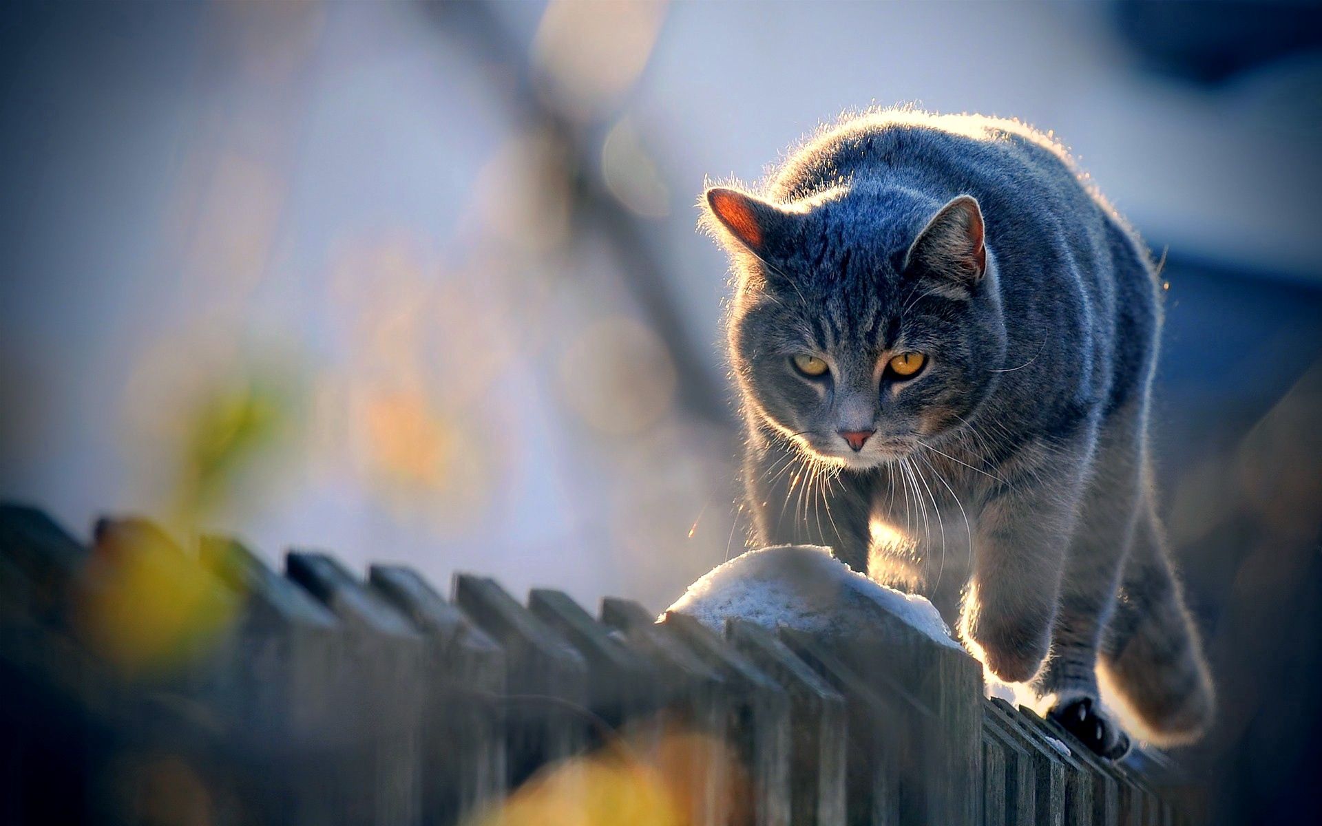 Free download wallpaper Animals, Fence, Sight, Opinion, Stroll, Sunlight, Cat on your PC desktop