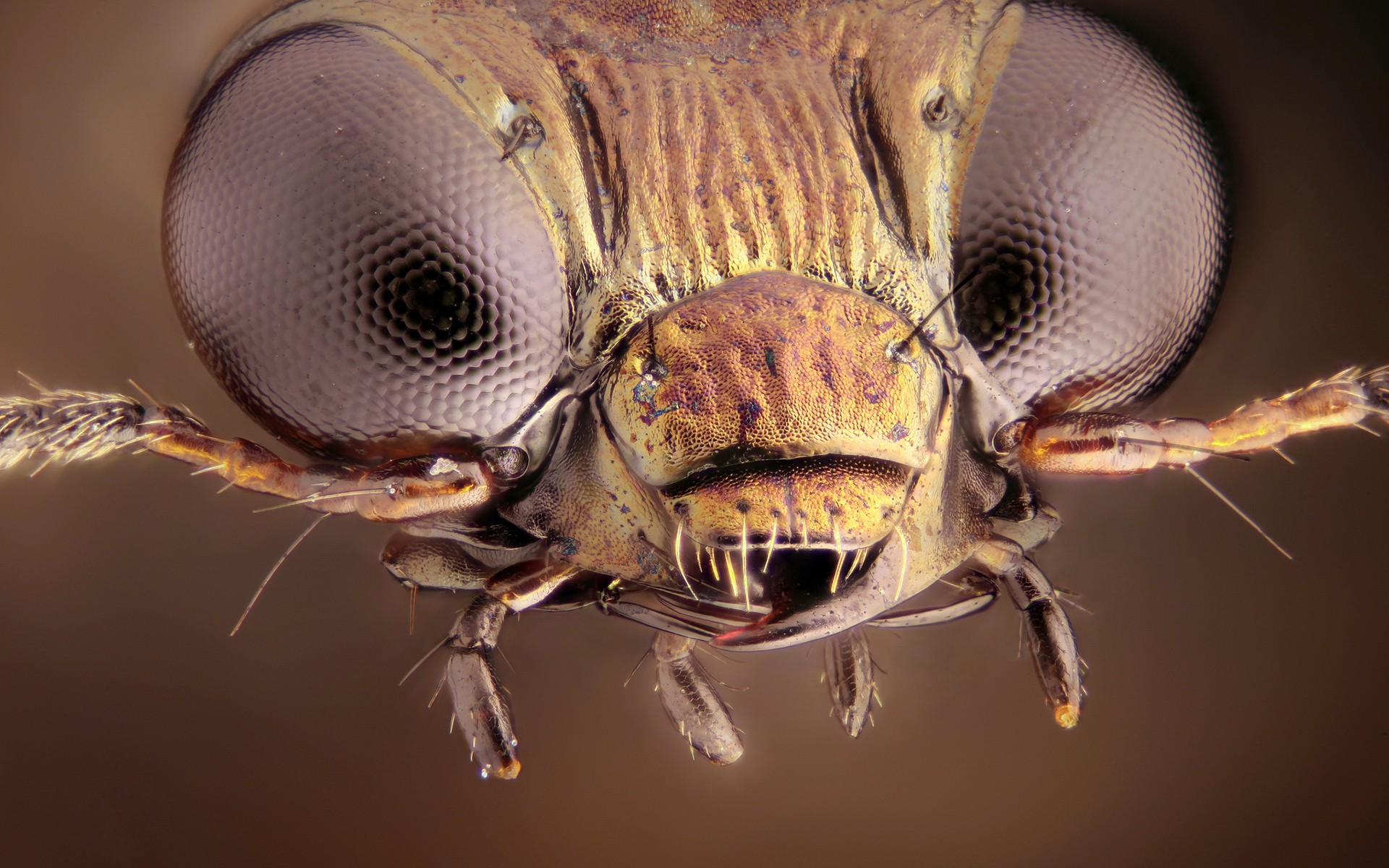 Téléchargez gratuitement l'image Animaux, Insecte sur le bureau de votre PC