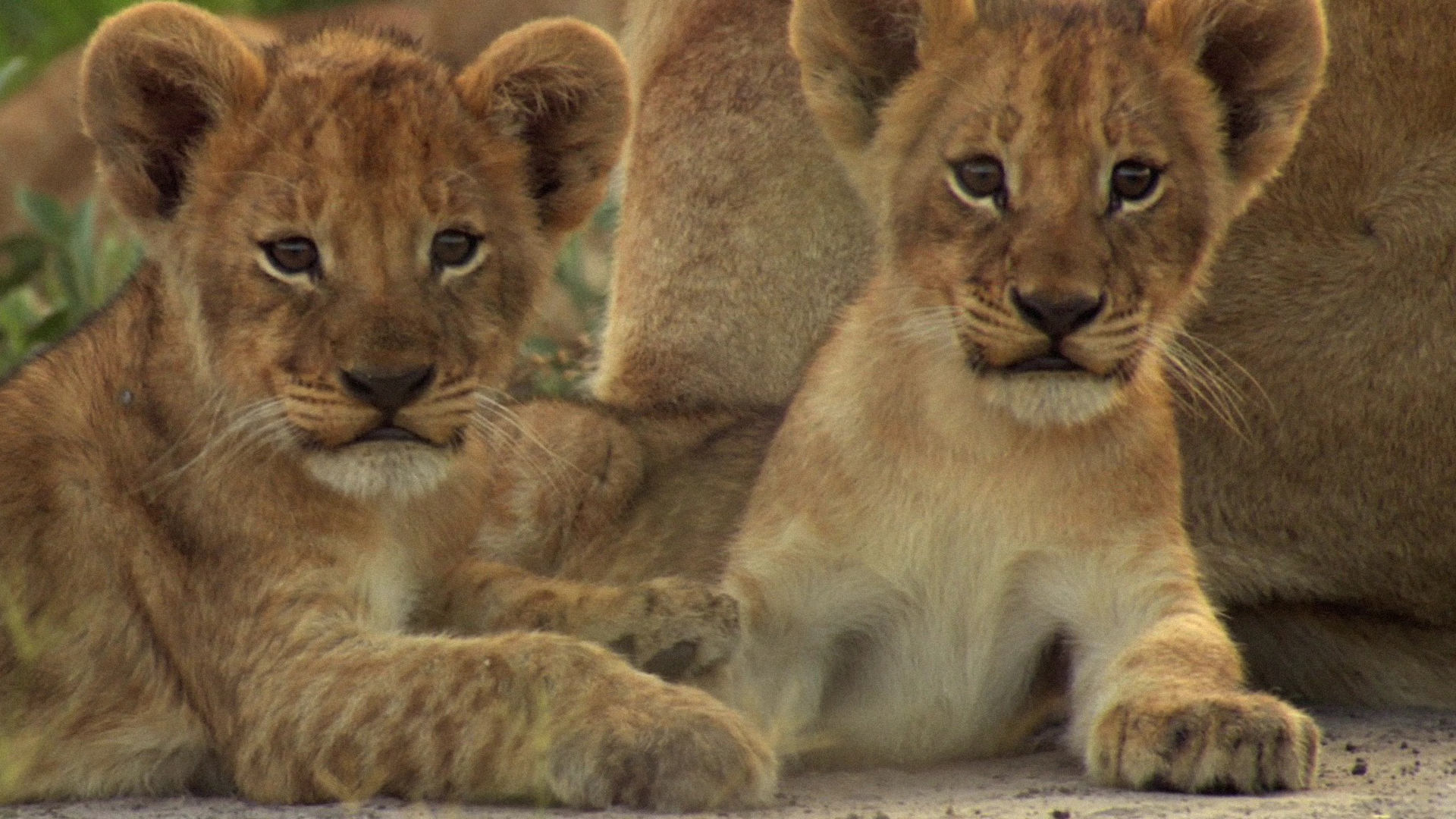 Free download wallpaper Cats, Lion, Animal, Baby Animal, Cub on your PC desktop