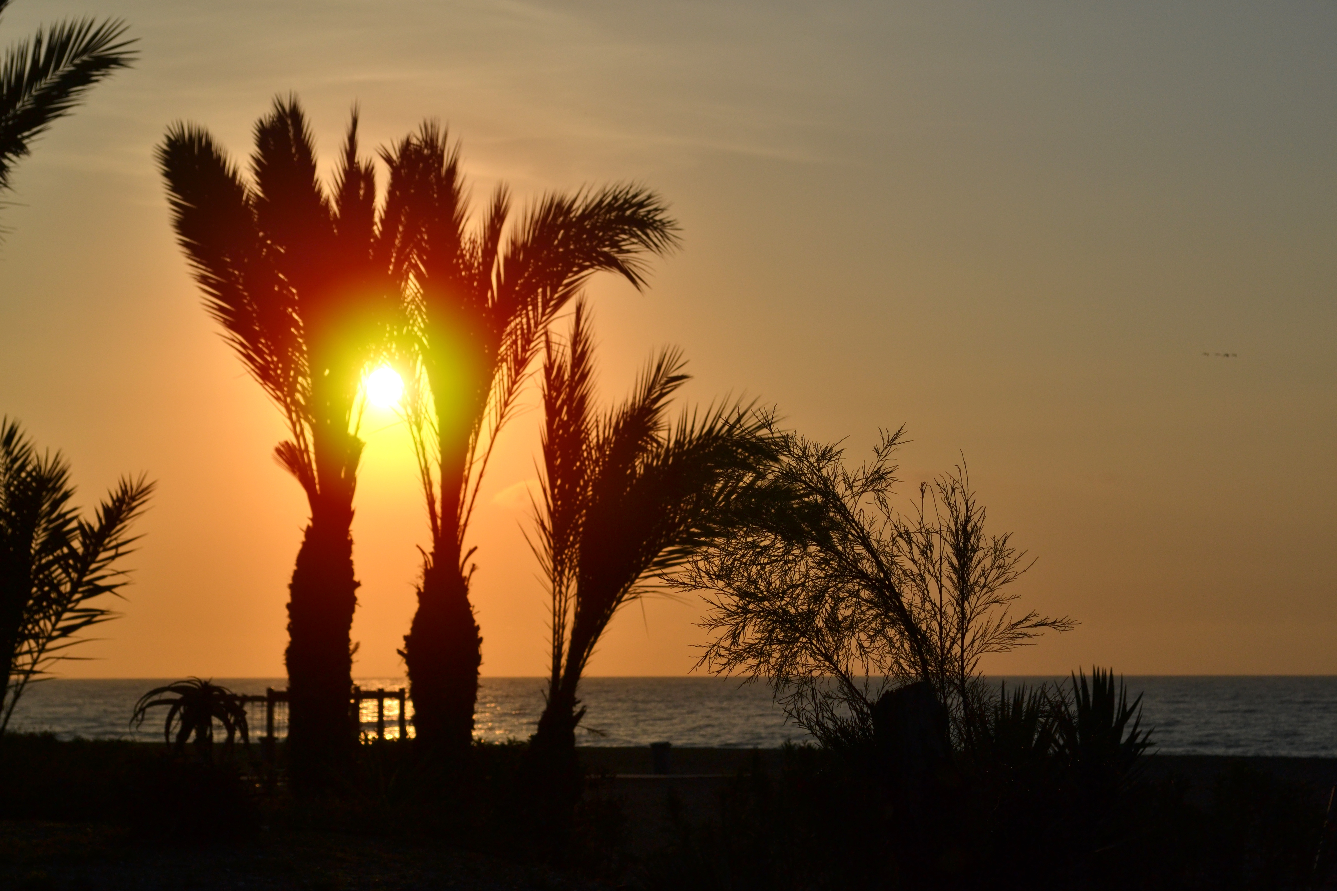 Baixe gratuitamente a imagem Pôr Do Sol, Praia, Silhueta, Palmeira, Fotografia na área de trabalho do seu PC