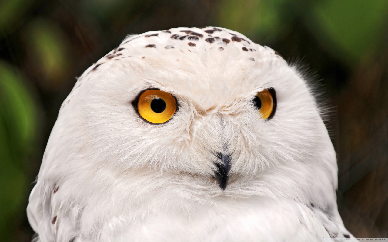 Free download wallpaper Owl, Bird, Animal, Snowy Owl on your PC desktop