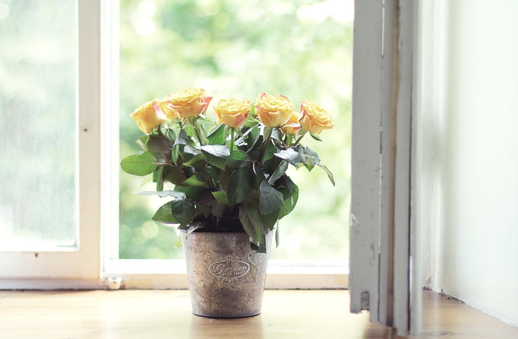 flowers, roses, window, pot