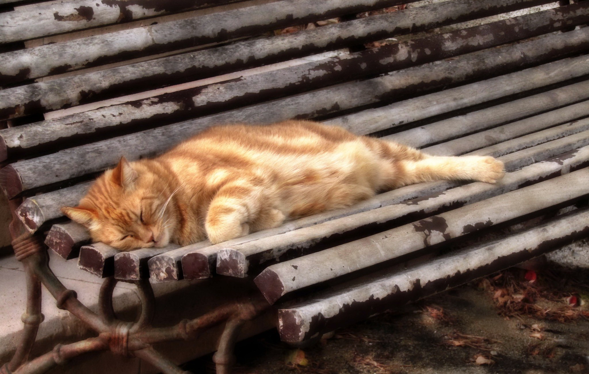 無料モバイル壁紙動物, ネコ, 猫, 睡眠, ベンチをダウンロードします。