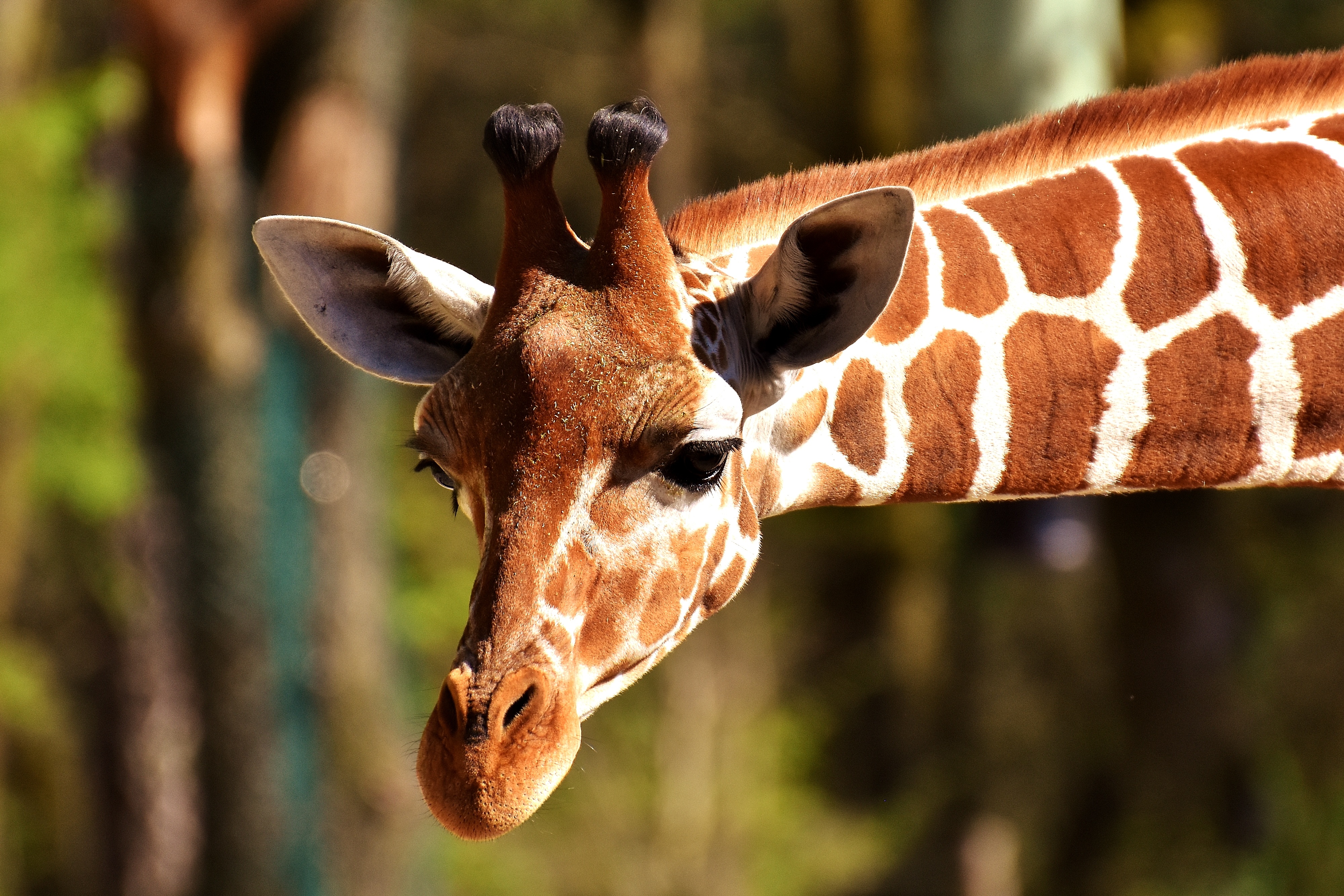 96494 Hintergrundbild herunterladen giraffe, tiere, schnauze, gefleckt, fleckig - Bildschirmschoner und Bilder kostenlos
