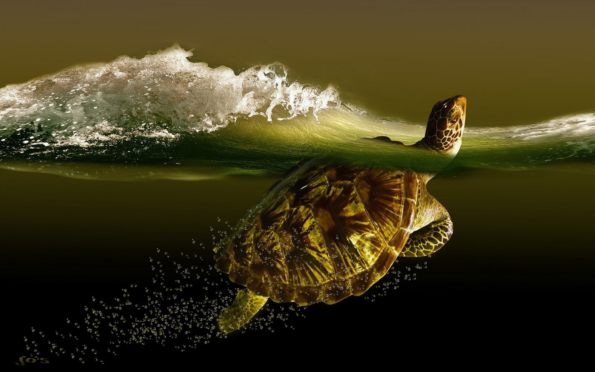 Download mobile wallpaper Turtle, Turtles, Animal for free.