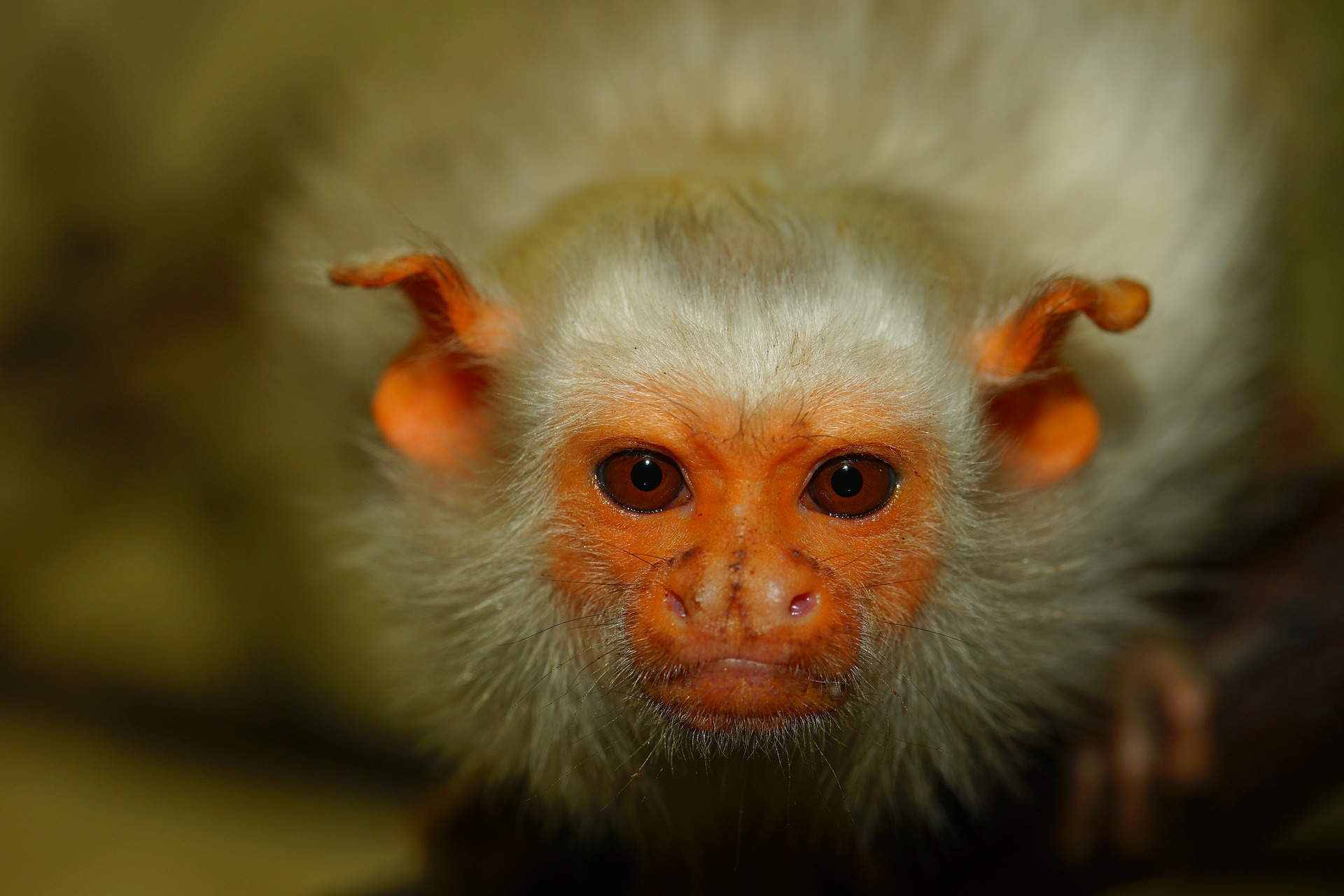 animal, marmoset, close up, eye, face, monkey, primate