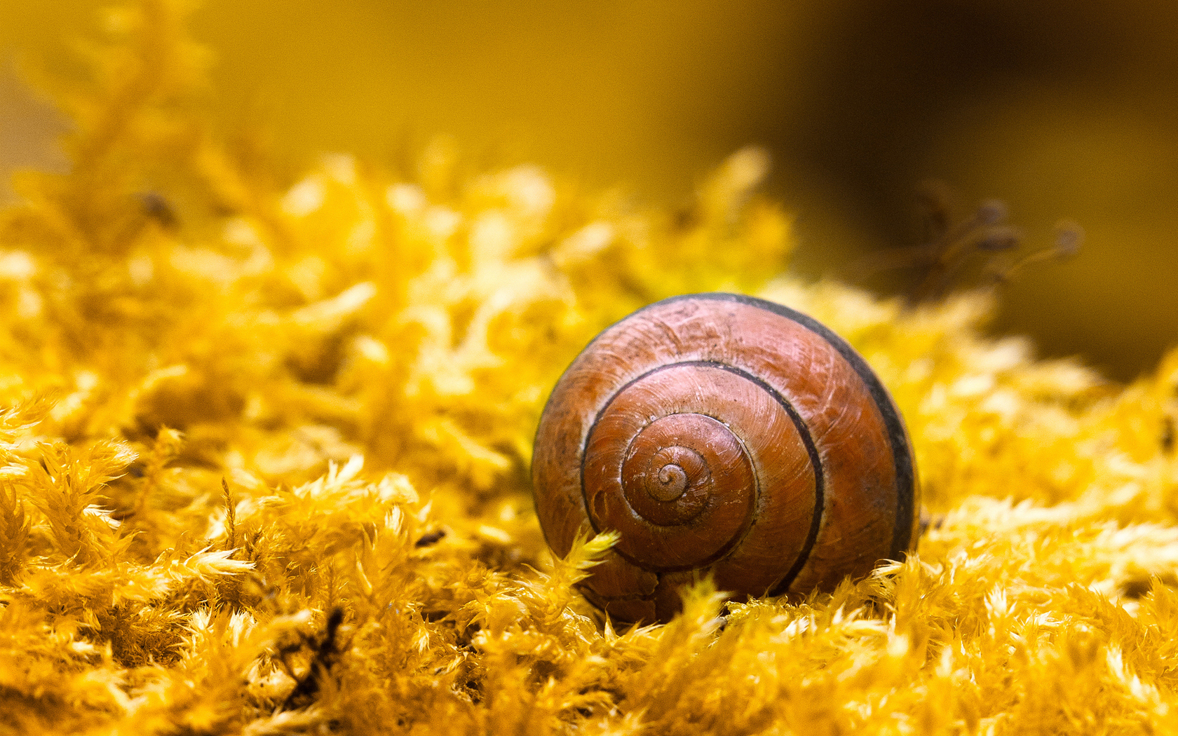 animals, snails, yellow